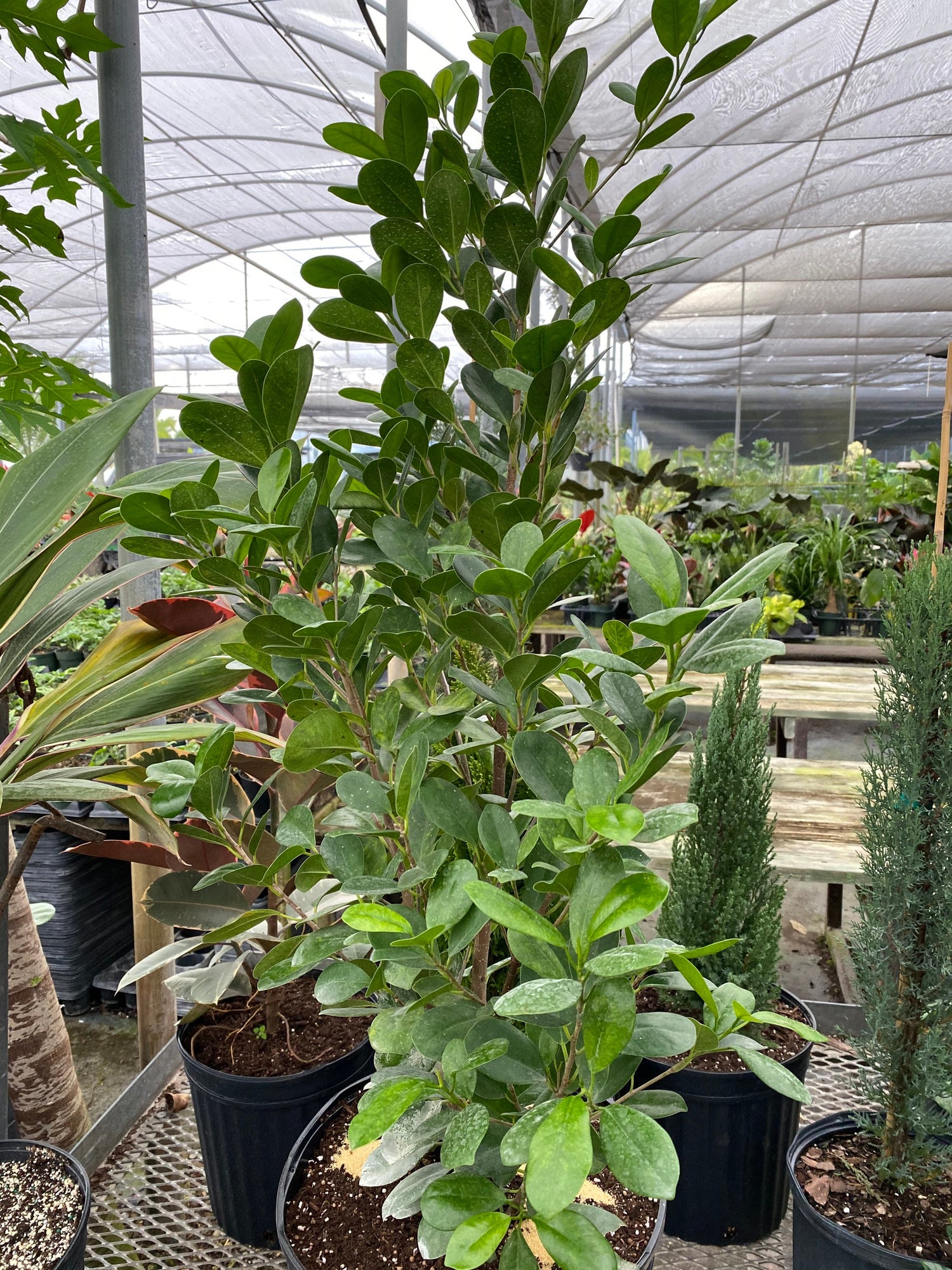front view of Ficus Moclame Bush, Ficus Microcarpa Daniella