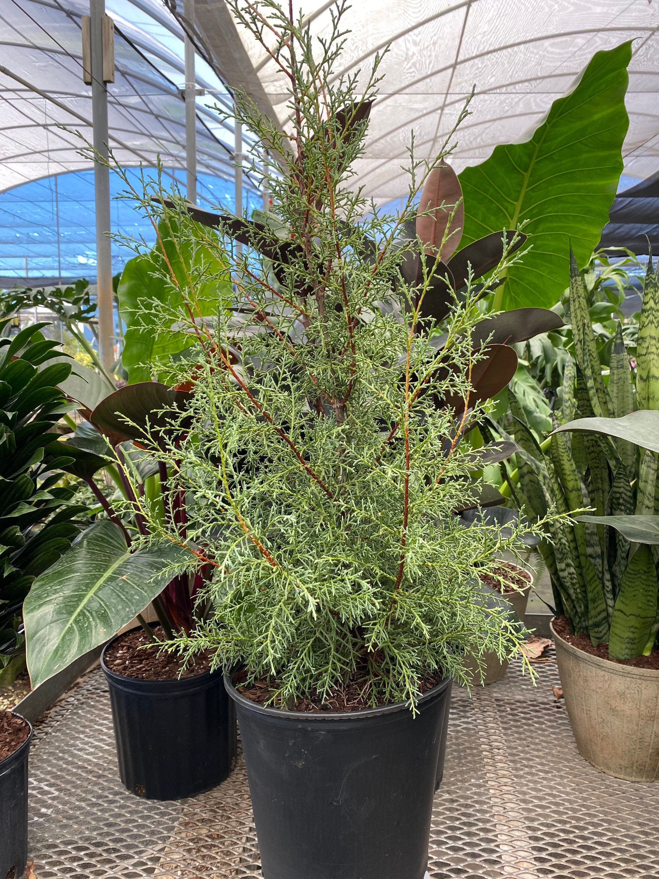 Carolina Sapphire Arizona Cypress