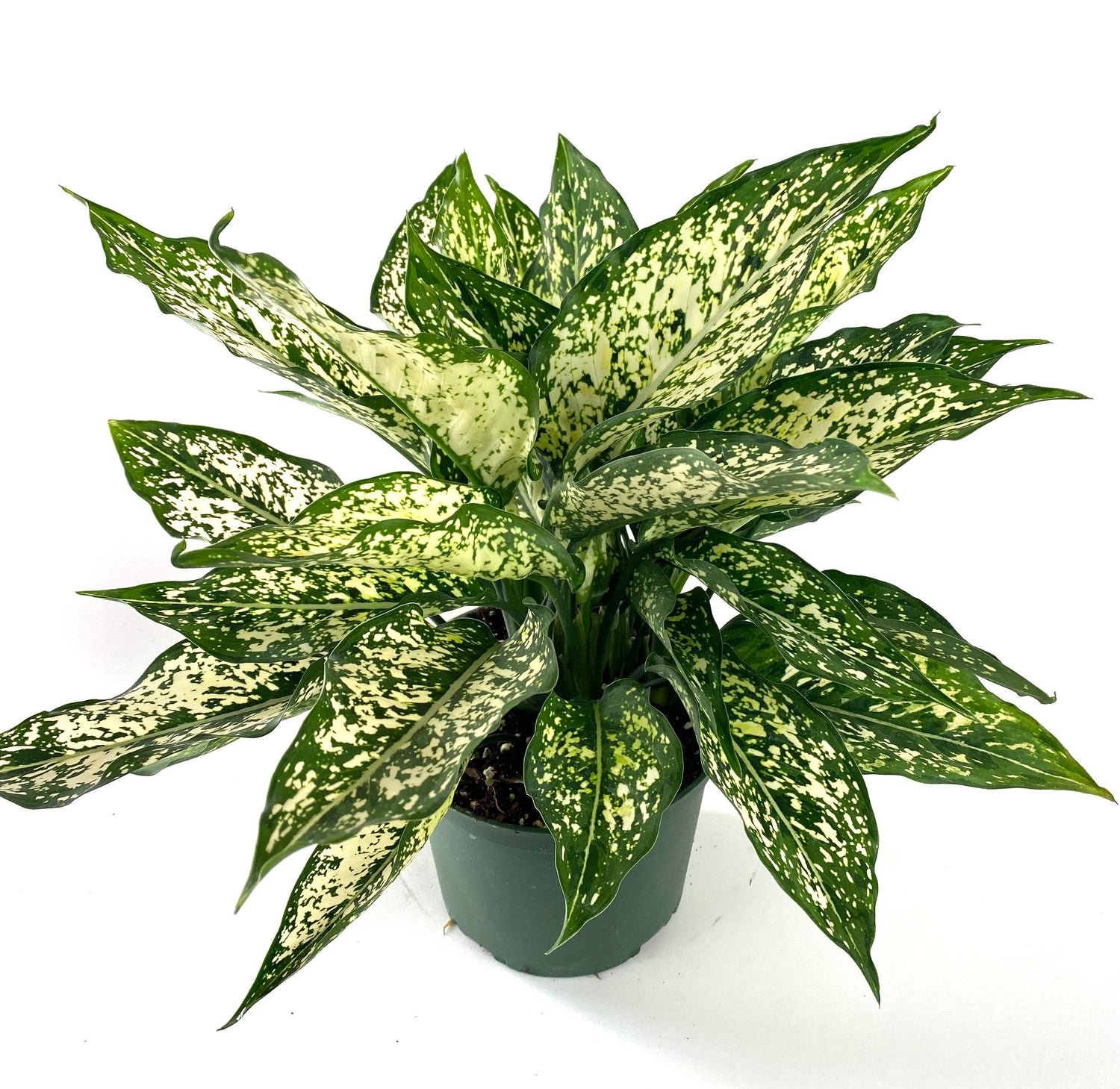upper view of Aglaonema White Dalmation Chinese Evergreen in a green pot
