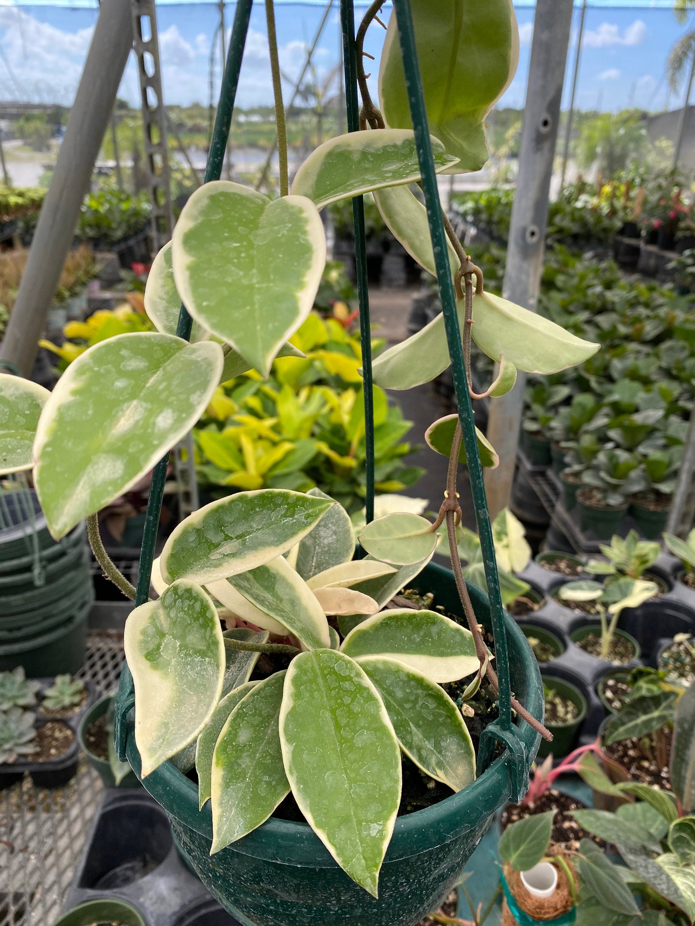 close view of Hoya Krimson Queen in Hanging Basket, Hoya Carnosa Variegated