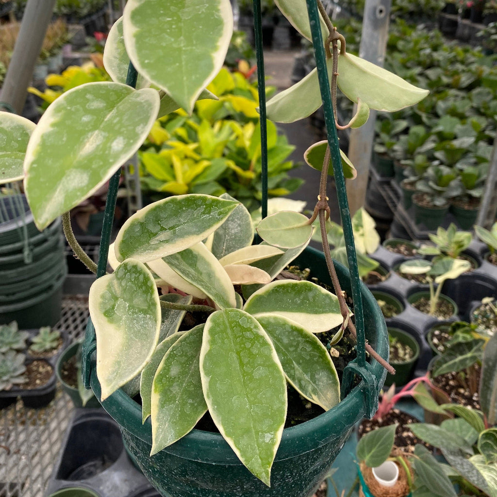 close view of Hoya Krimson Queen in Hanging Basket, Hoya Carnosa Variegated