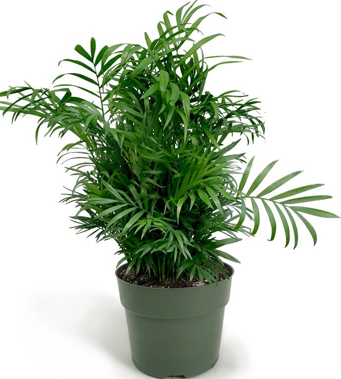 Palm Parlor Neanthe Bella Palm, Live Plant Indoor Air Purifier