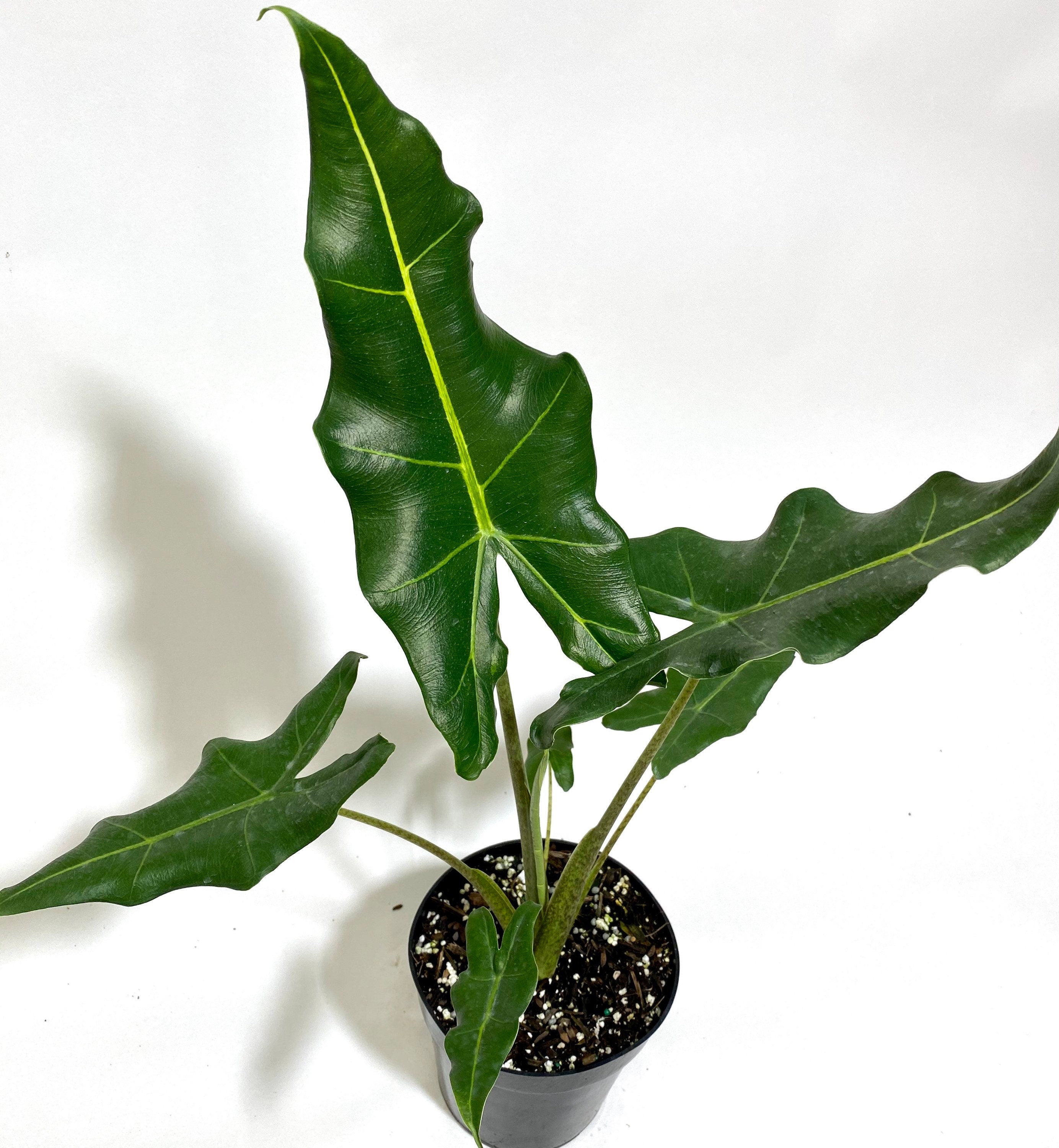 leaves of Alocasia Sarian, Live Tropical Plant