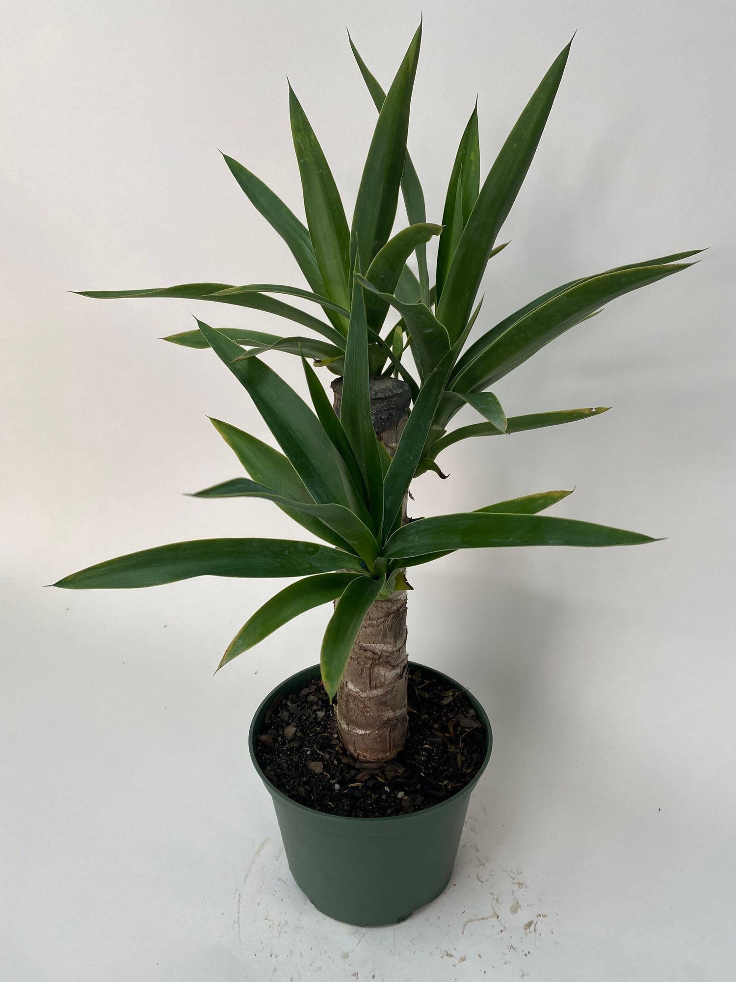 Dracaena Yucca Cane, Single Stem