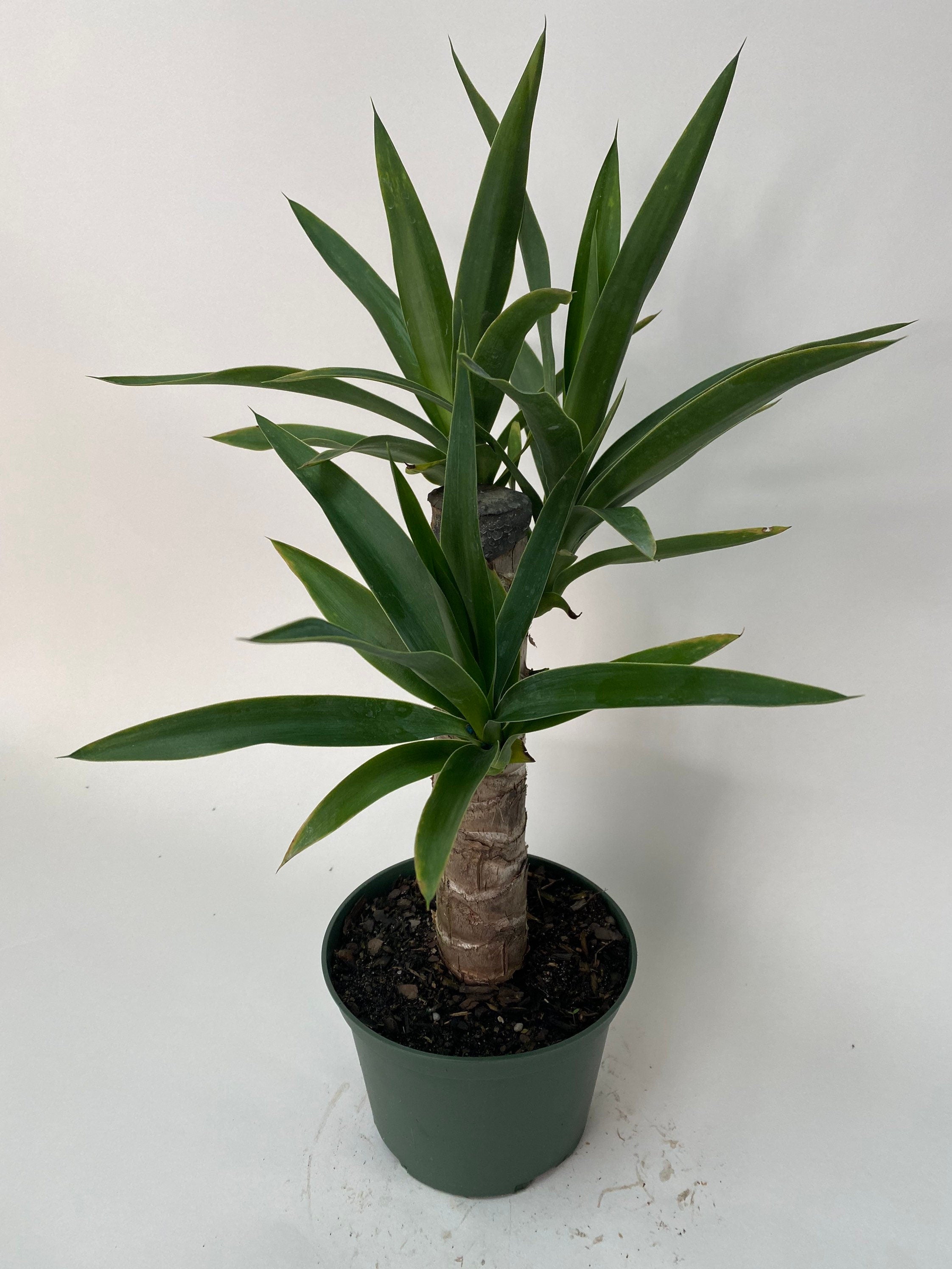 Dracaena Yucca Cane, Single Stem
