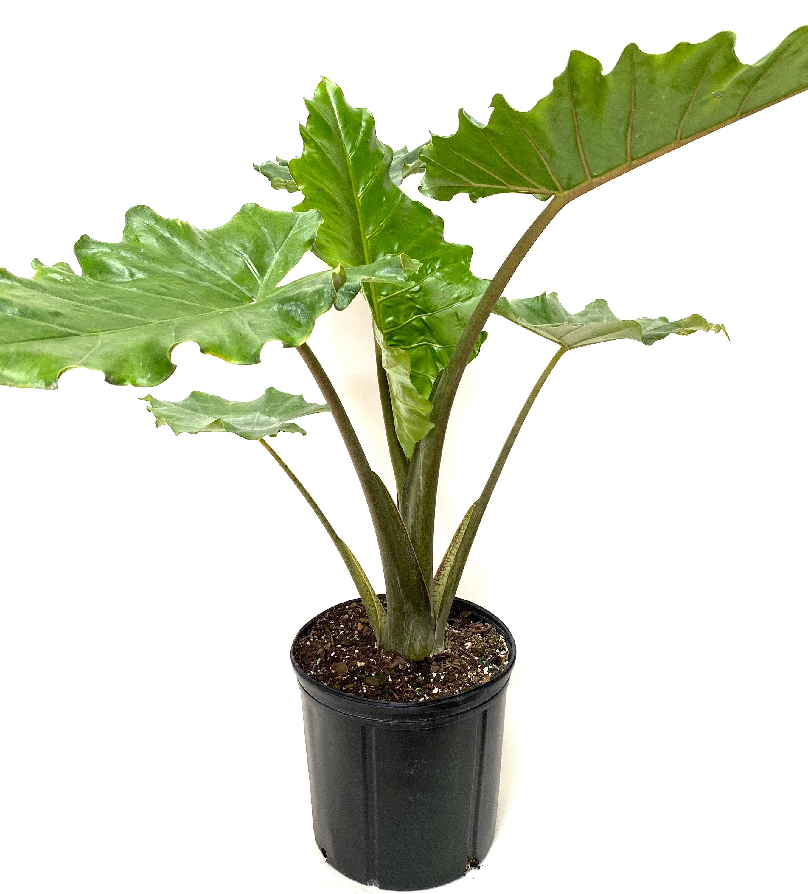 Alocasia Calidora, Elephant Ears, Live Tropical Plant in a black pot