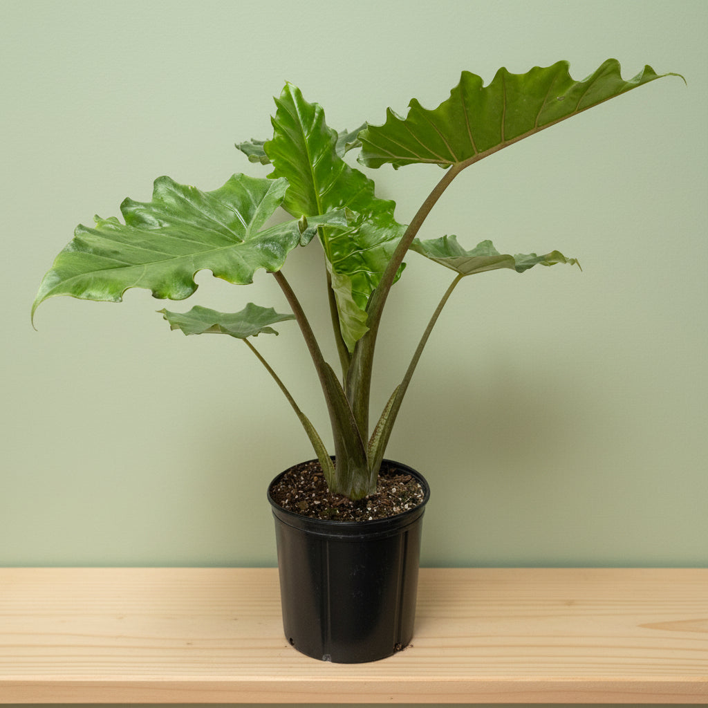 Alocasia Calidora, Elephant Ears, Live Tropical Plant in a black pot