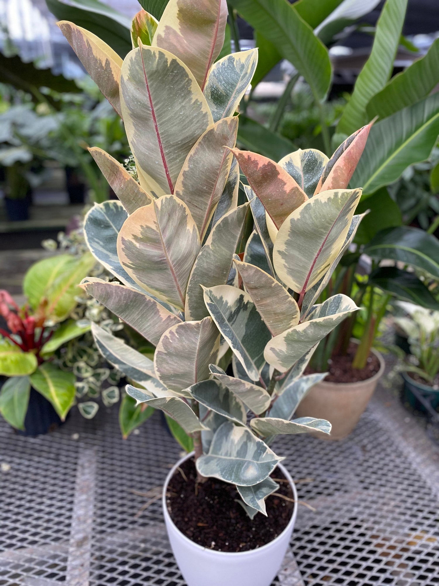 Ficus Tineke Tree Form Double, Variegated Rubber Tree