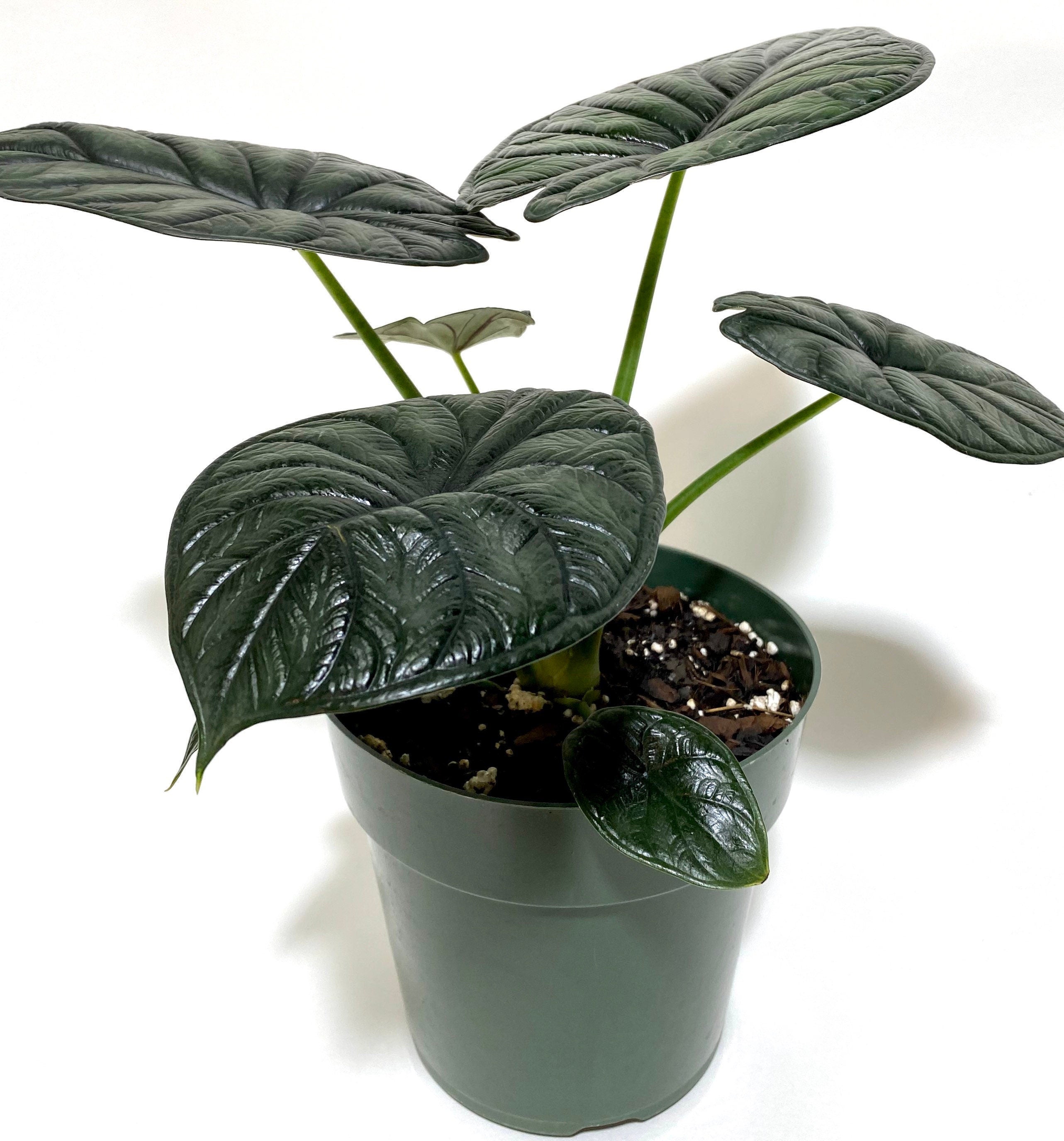 Alocasia Baginda Dragon Scale, Live Indoor plant in green pot