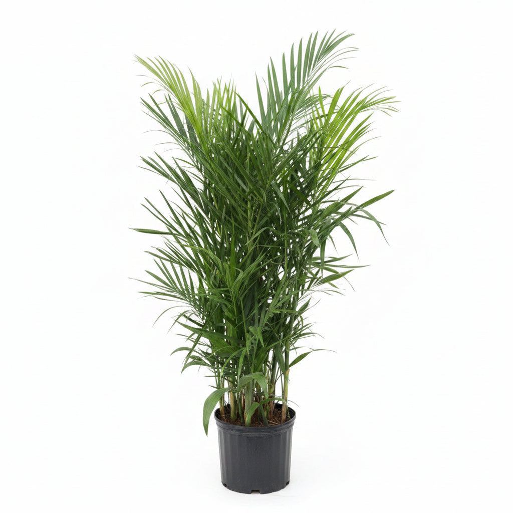 Bamboo Palm, Live Plant Air Purifier upper view