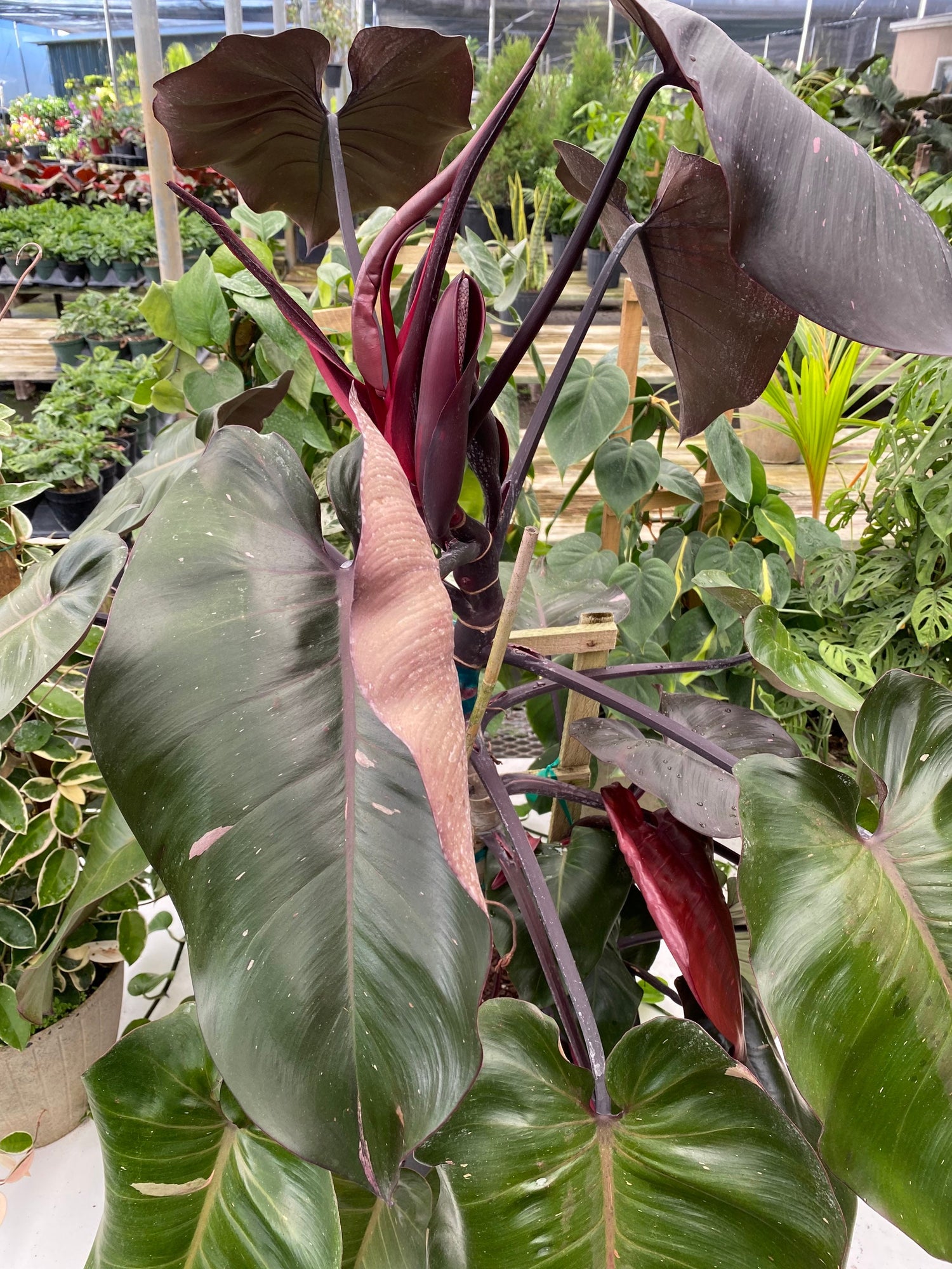 Philodendron Pink Princess in Trellis, Philodendron Erubescens Exotic Plants