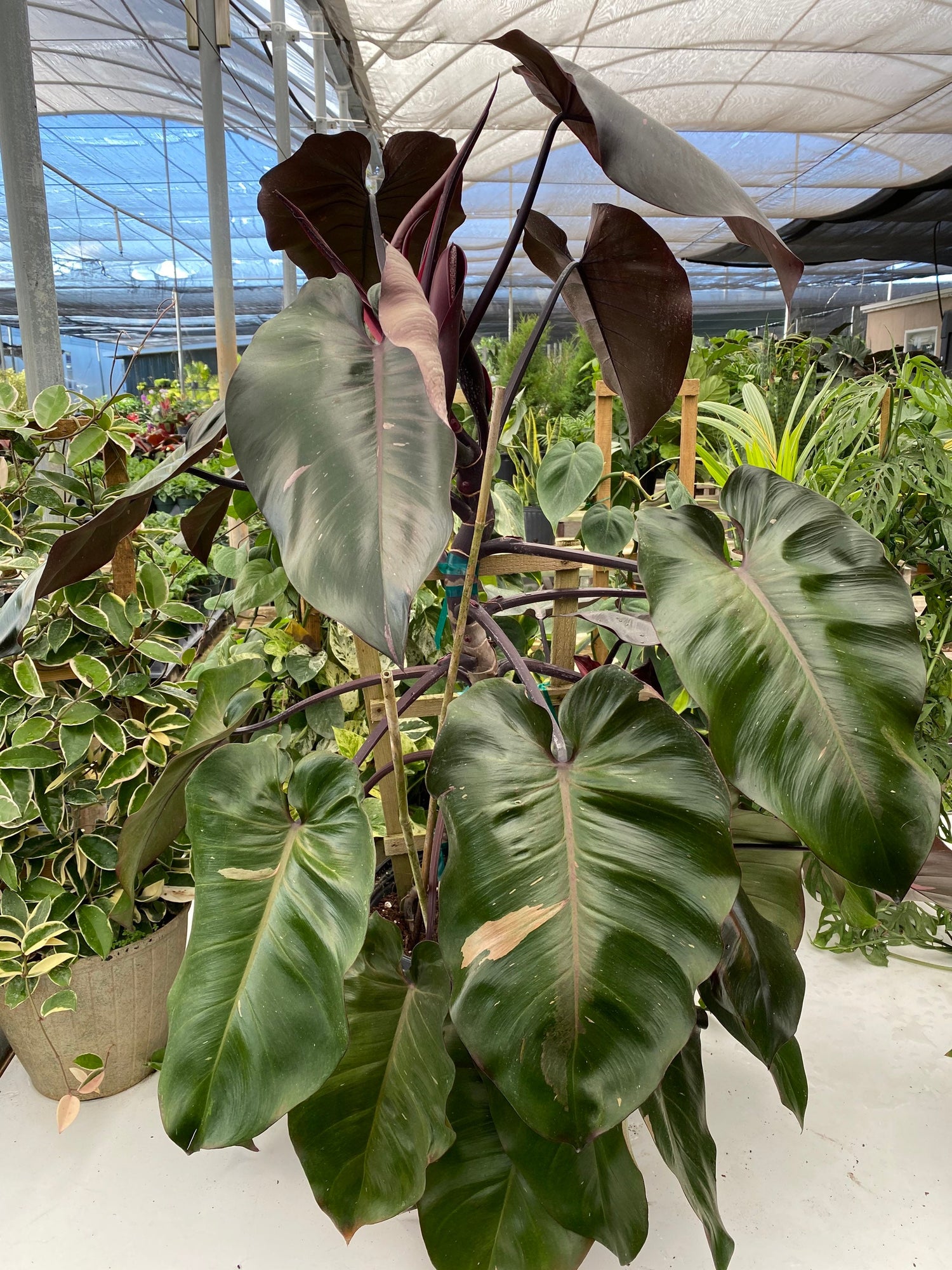 Philodendron Pink Princess in Trellis, Philodendron Erubescens Exotic Plants in nursery