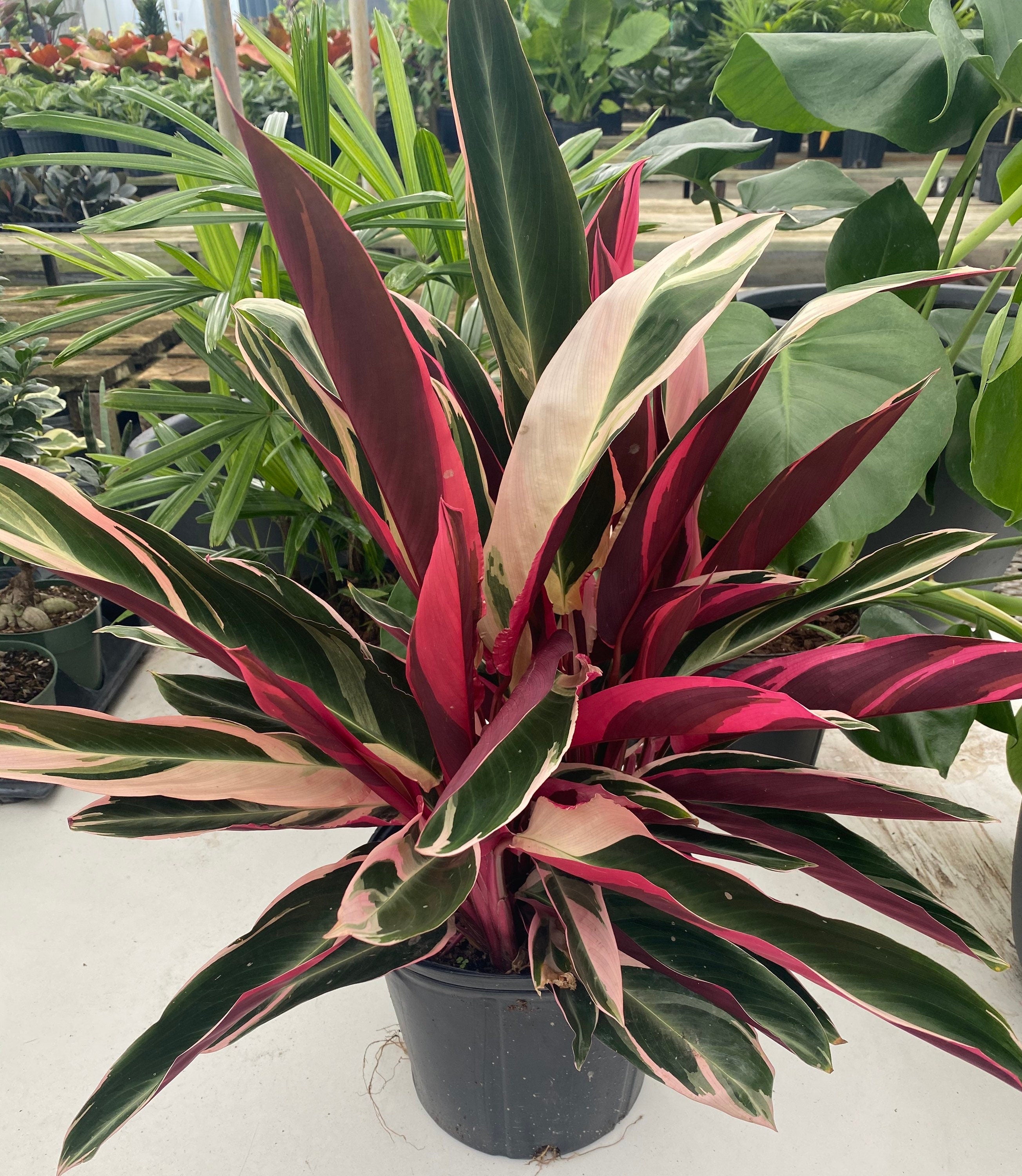 Stromanthe Tricolor, Purple Prayer Plant