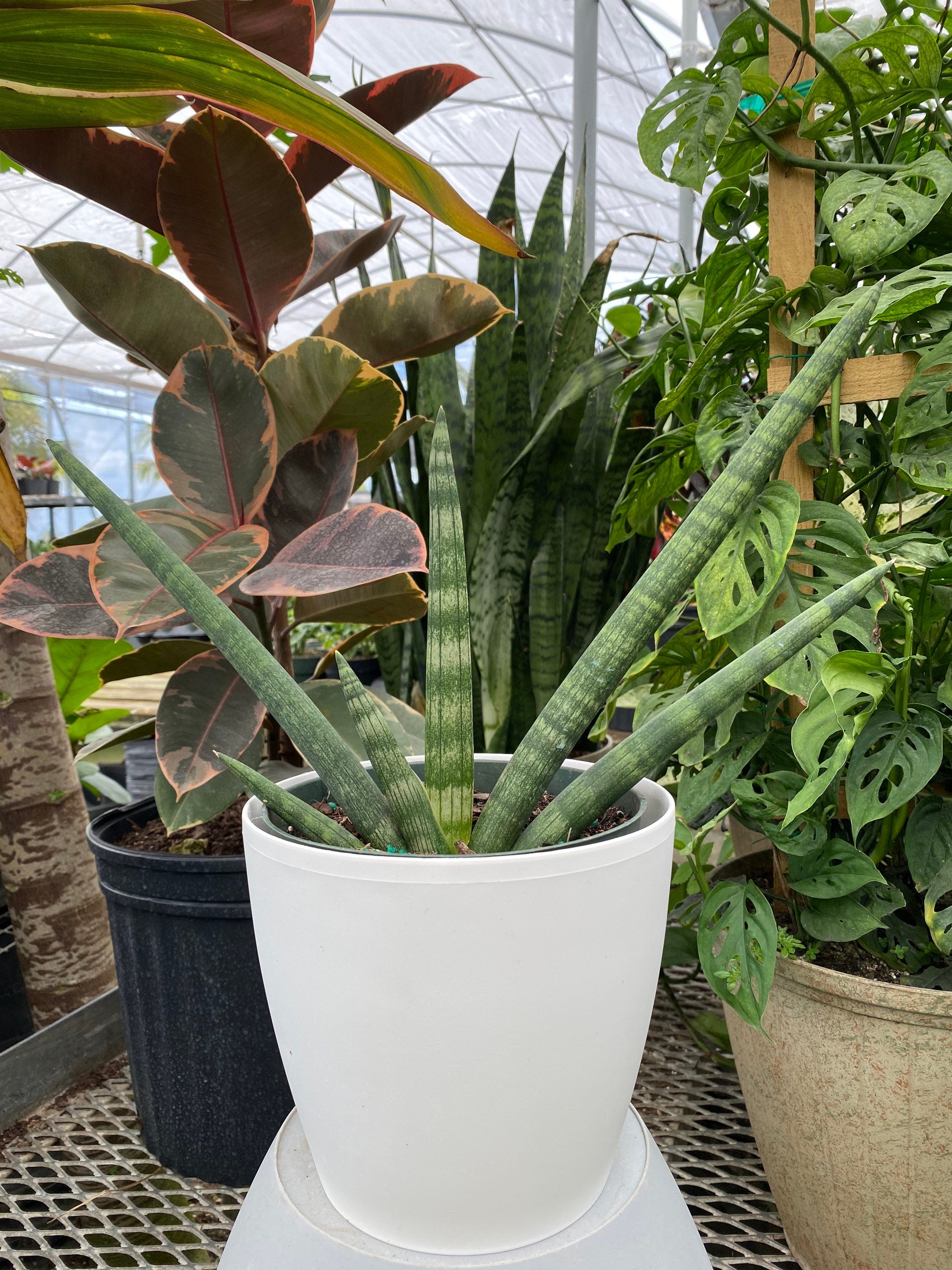 Sansevieria Star Fish Live Plant