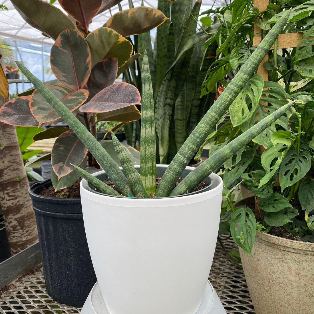 Sansevieria Star Fish Live Plant