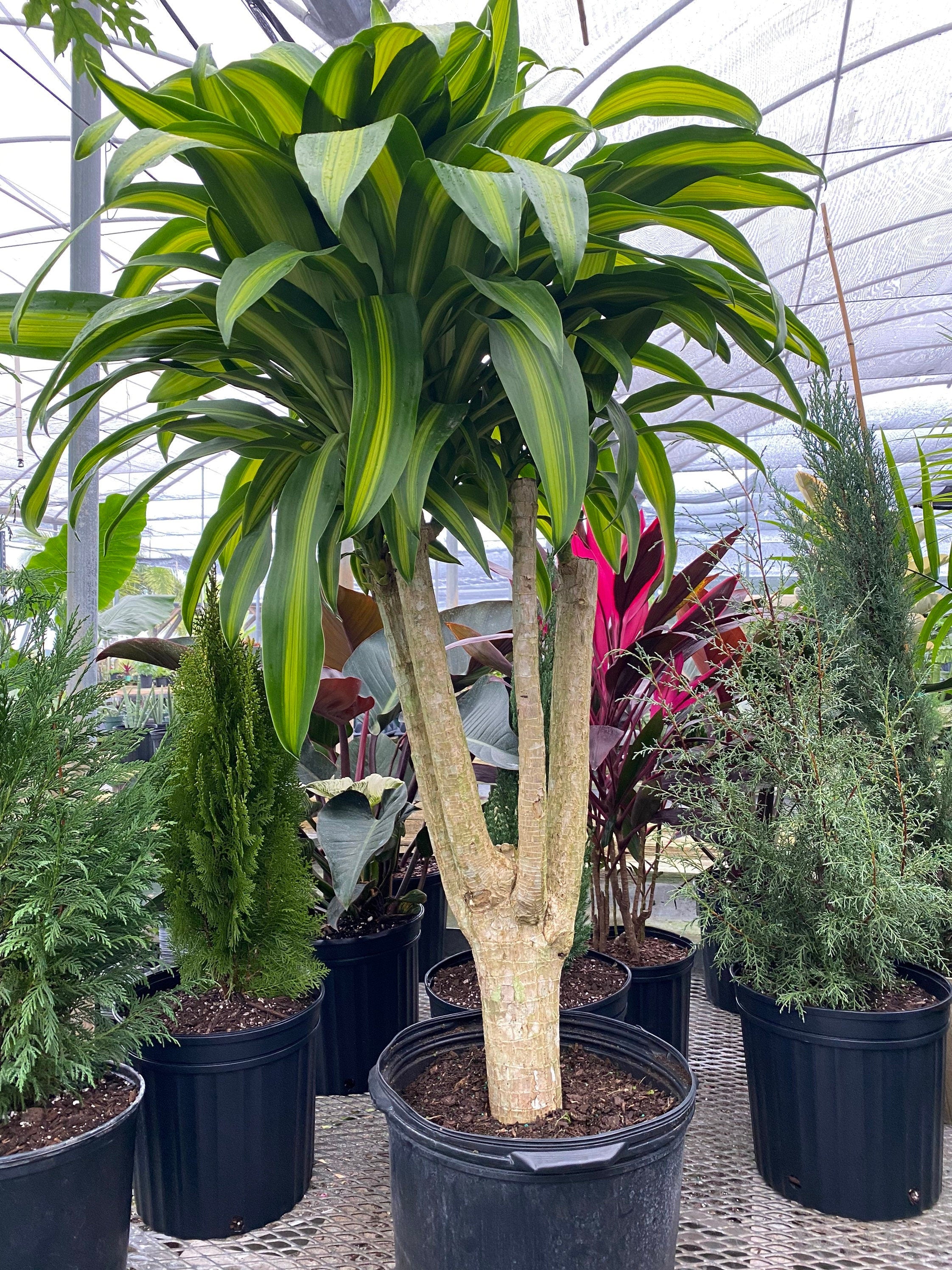 Dracaena Massangeana Mass Cane Stump Form, Corn Plantin a black pot