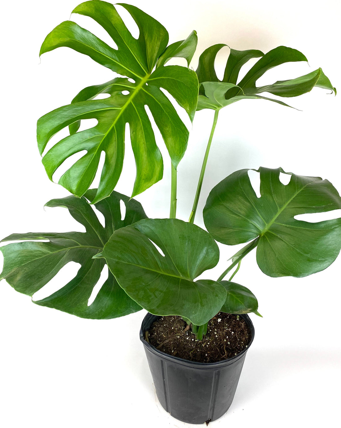 Monstera Deliciosa, Swiss Cheese