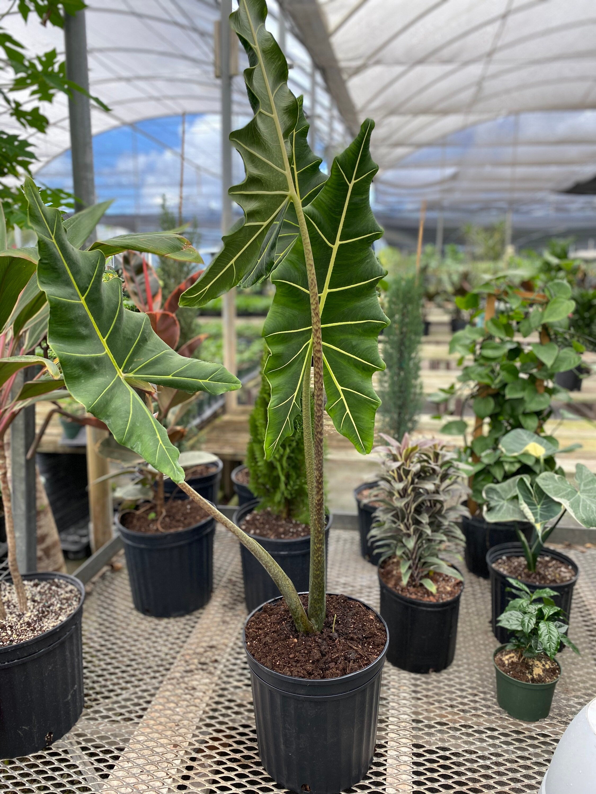 Alocasia Sarian, Live Tropical Plant in black pot