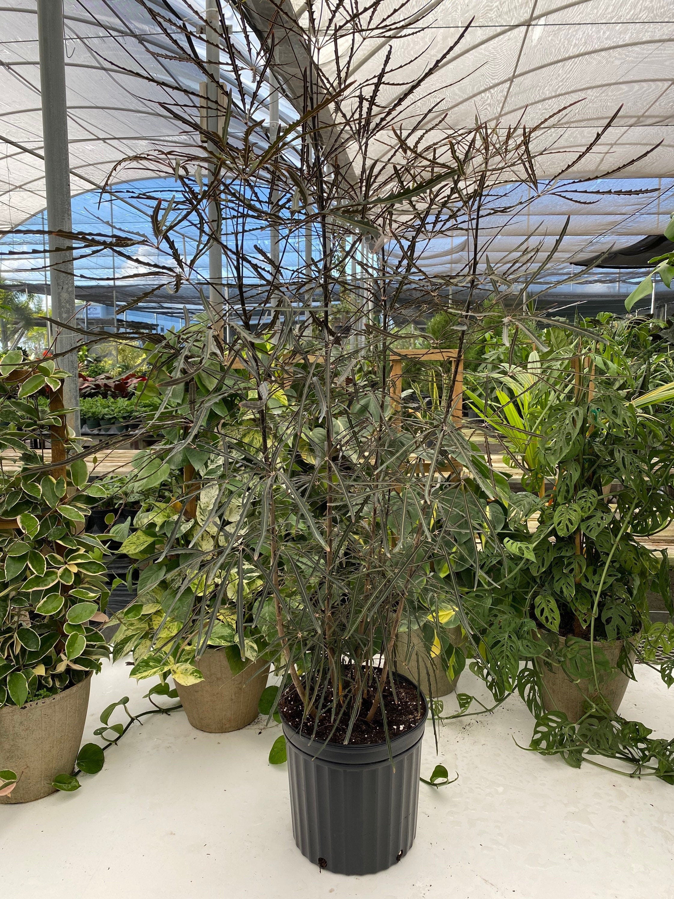 False Aralia, Schefflera Elegantissima