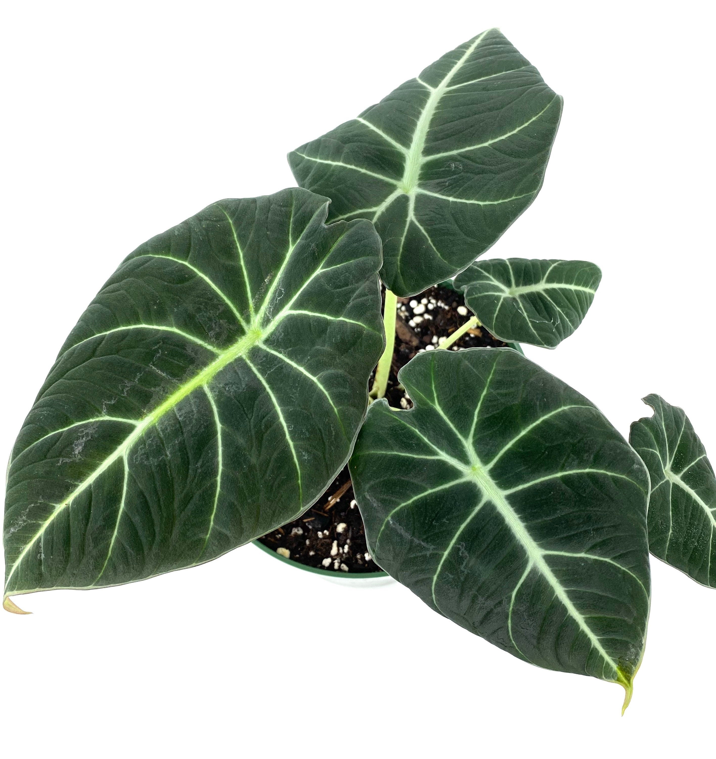 Alocasia Reginula Black Velvet, Live Indoor Plant leaves view