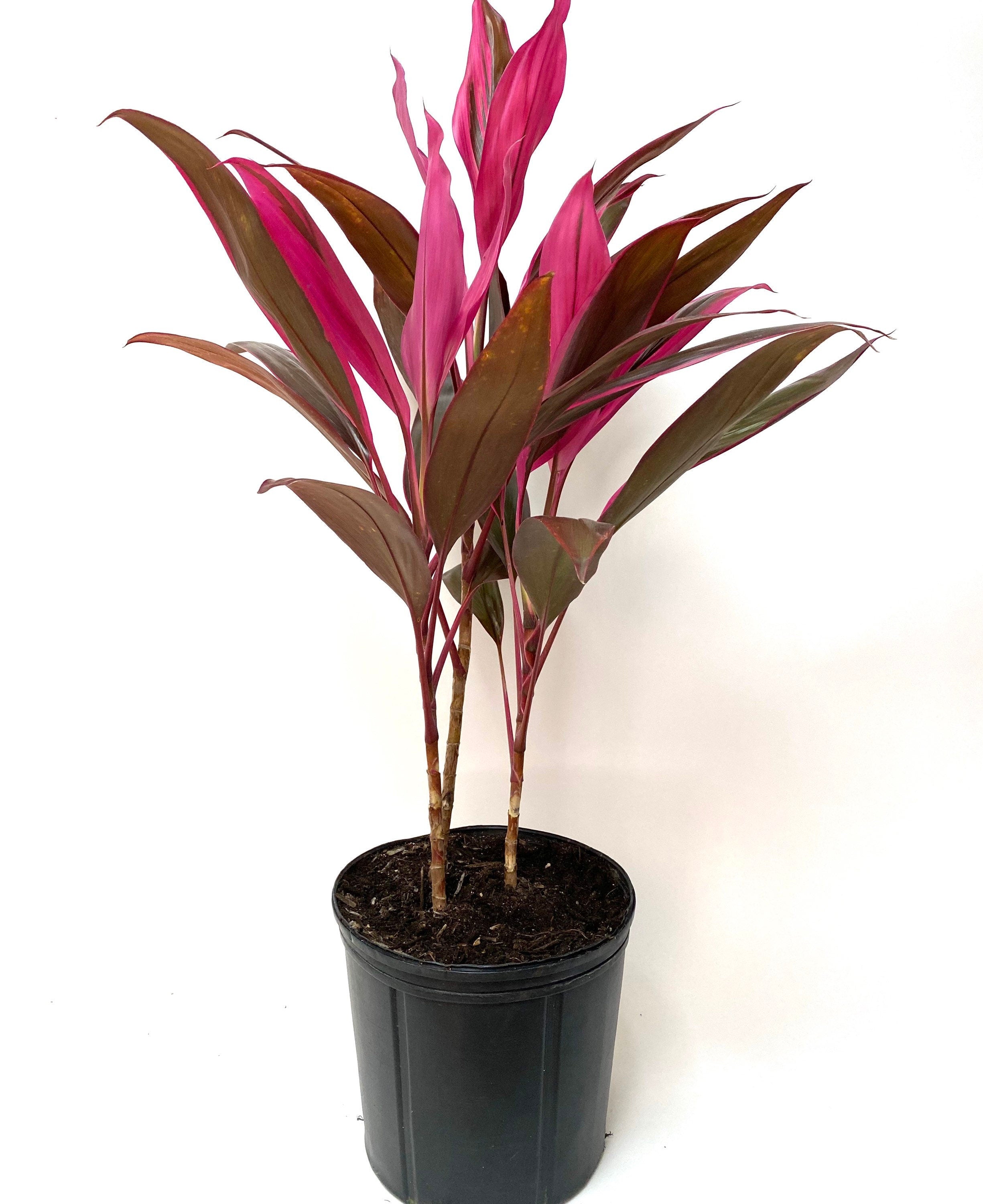 Cordyline Red Sister, Terminalis Ti Plants in a black pot