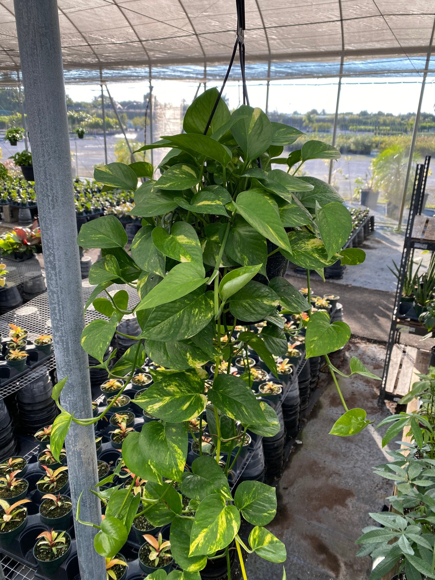 Golden Pothos in Hanging Basket, Epipremnum Aureum in a nursery