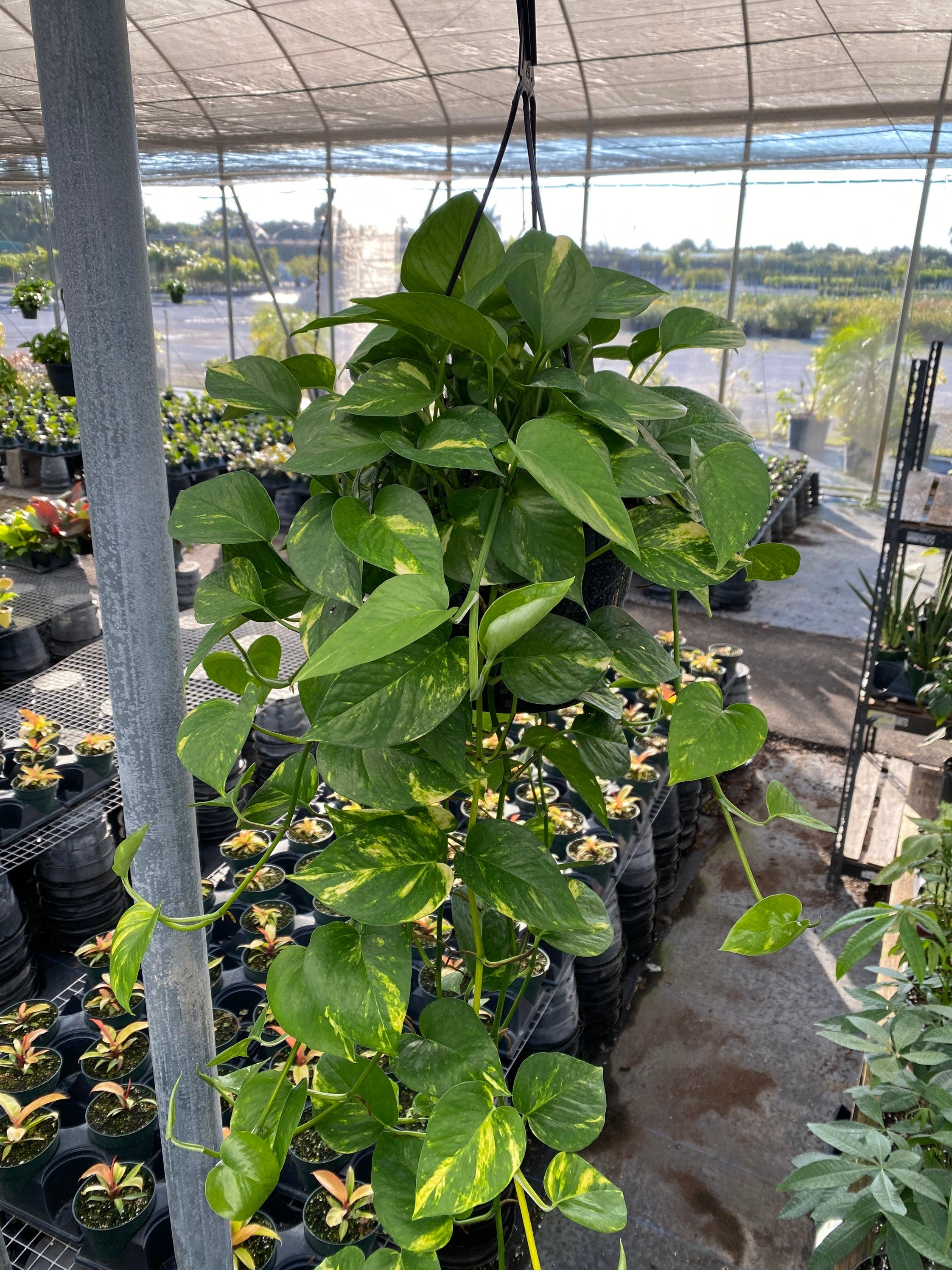 Golden Pothos in Hanging Basket, Epipremnum Aureum in a nursery