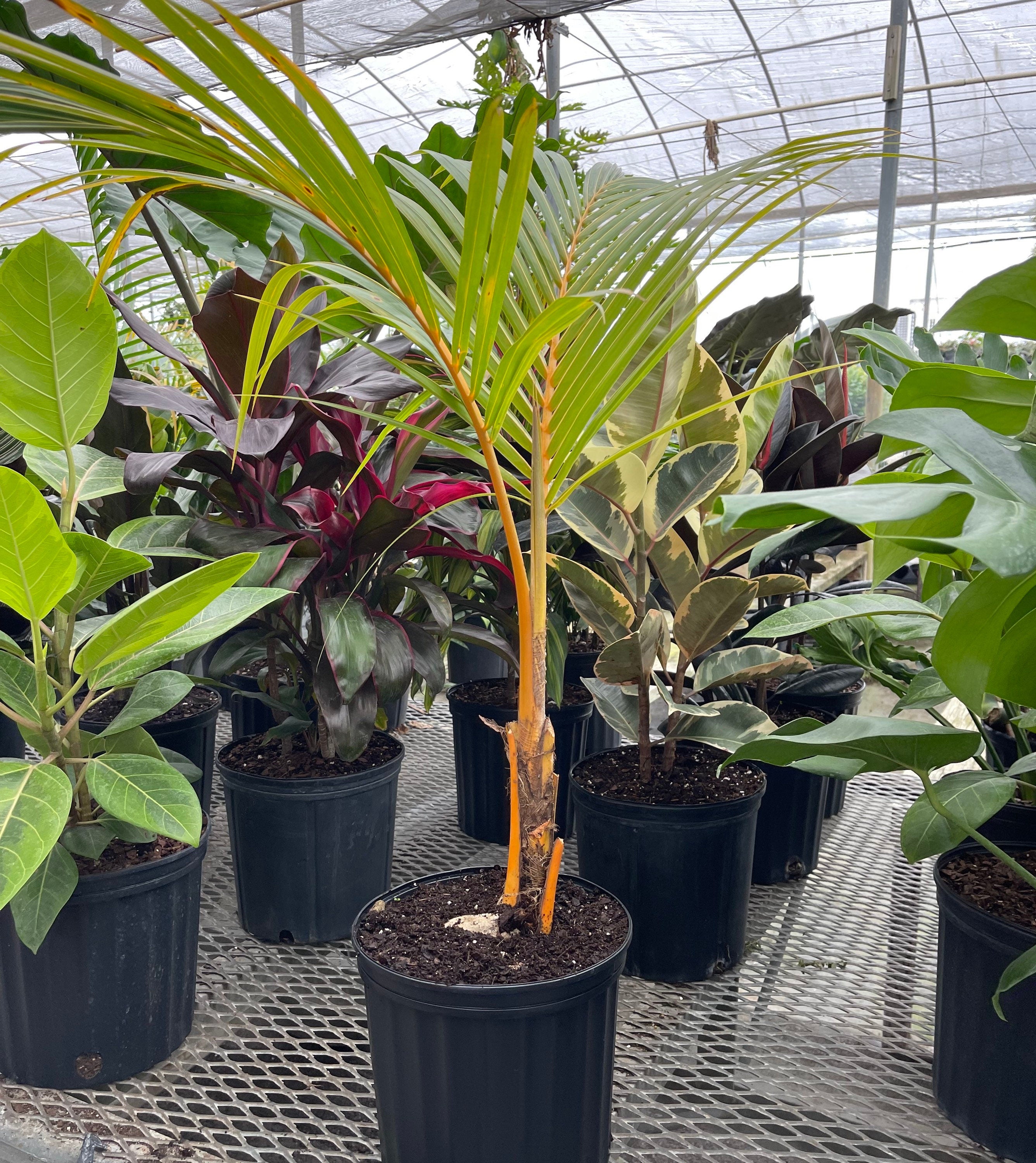 Coconut Tree Red Spicata, Exotic and Rare