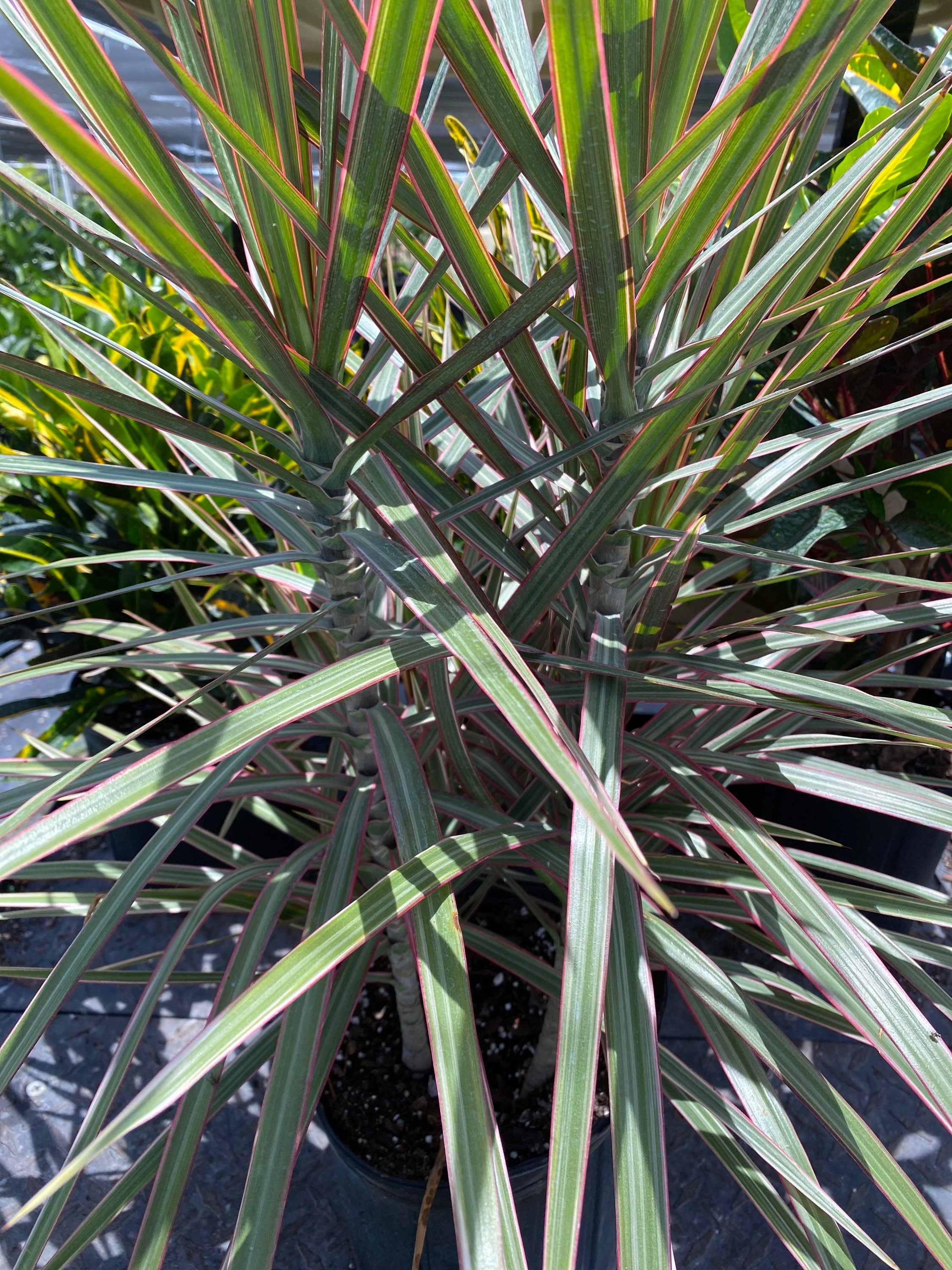 Dracaena Dragon Tree Bicolor Bush