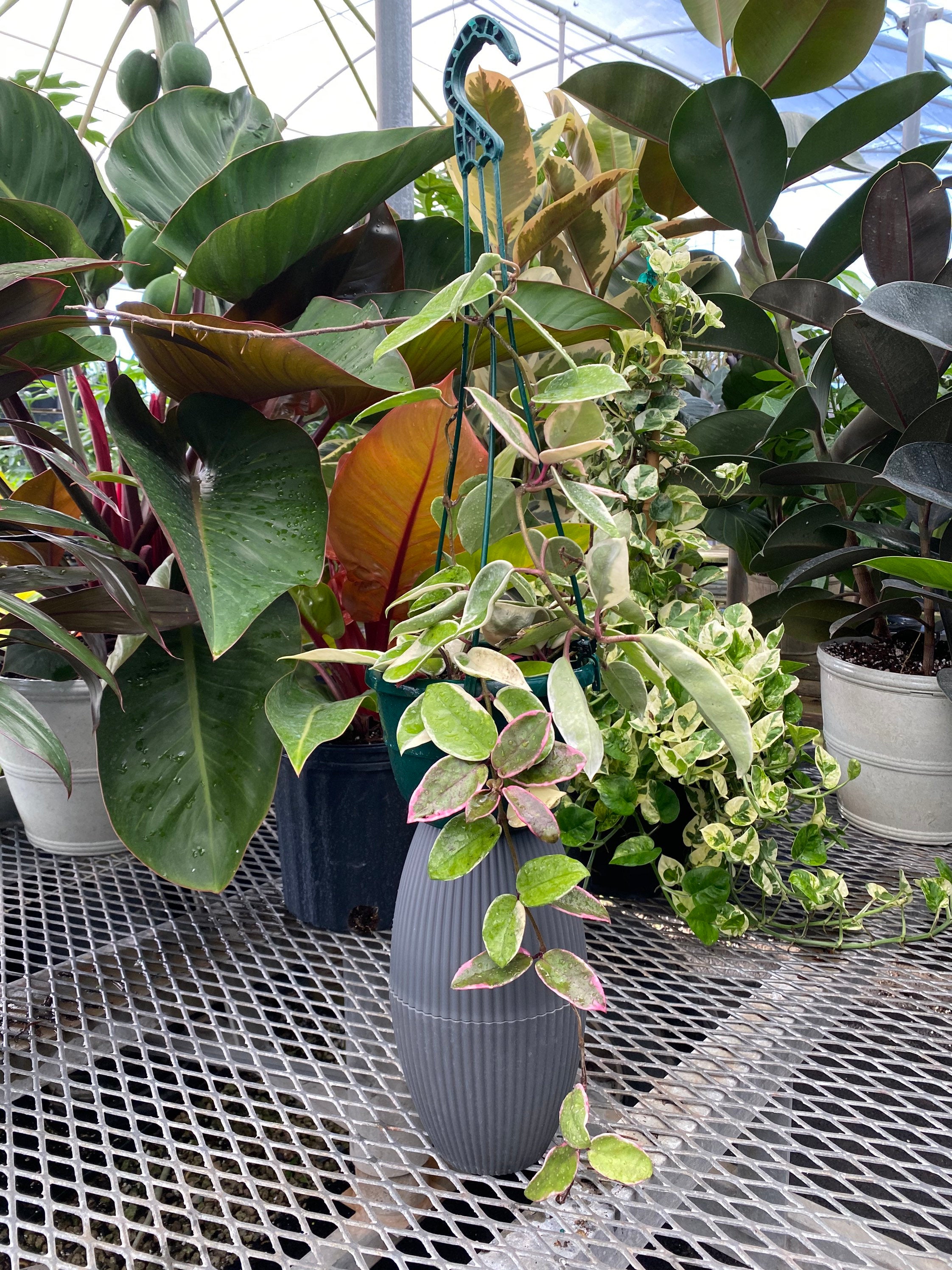 hanging rubber plant Hoya Krimson Queen in Hanging Basket
