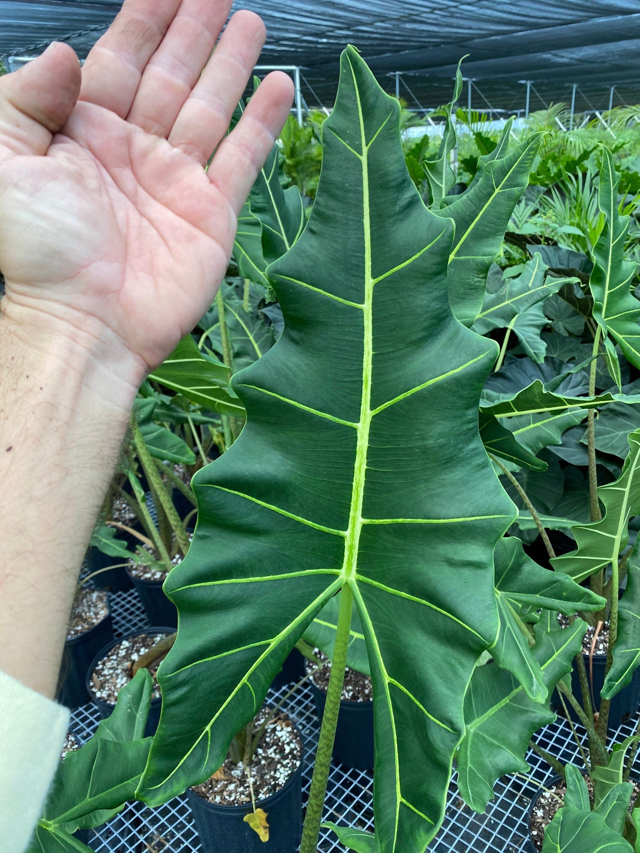 Alocasia Sarian, Live Tropical Plant in a nursery