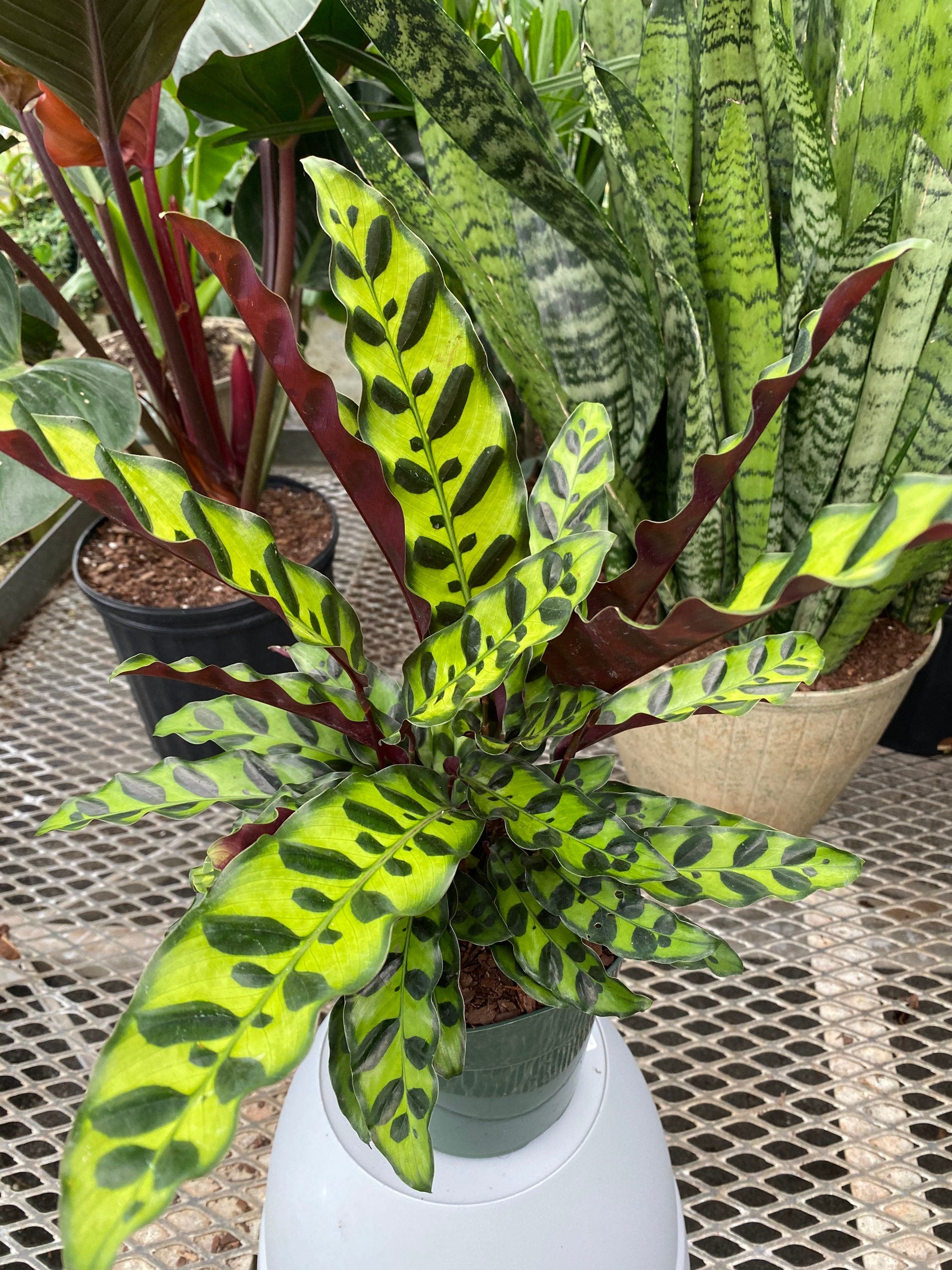 Calathea RattleSnake Prayer Plants upper view