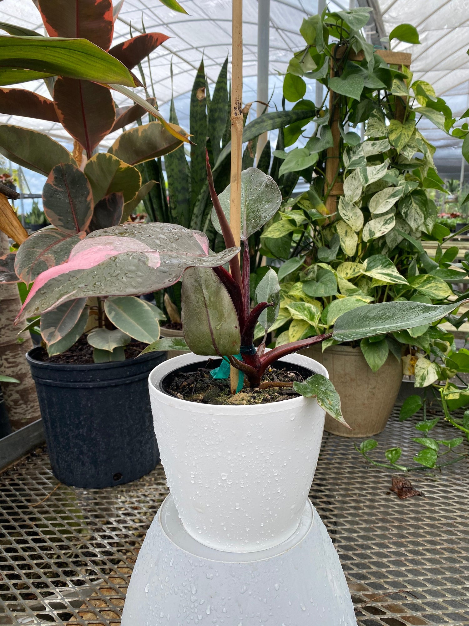 view of Philodendron Pink Princess in Trellis, Philodendron Erubescens Exotic Plants