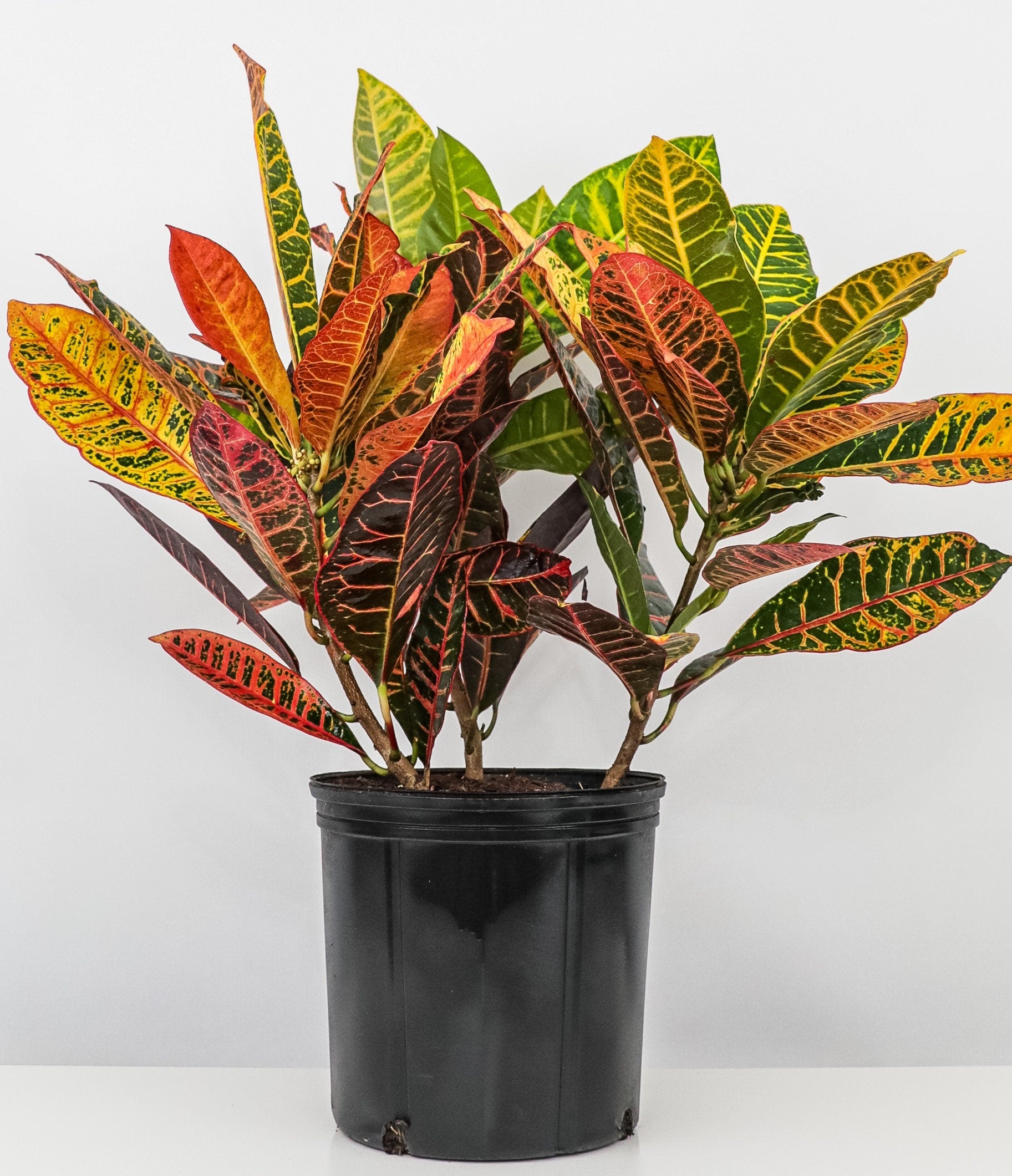 Croton Petra, Codiaeum Variegatum, Live Indoor Plant