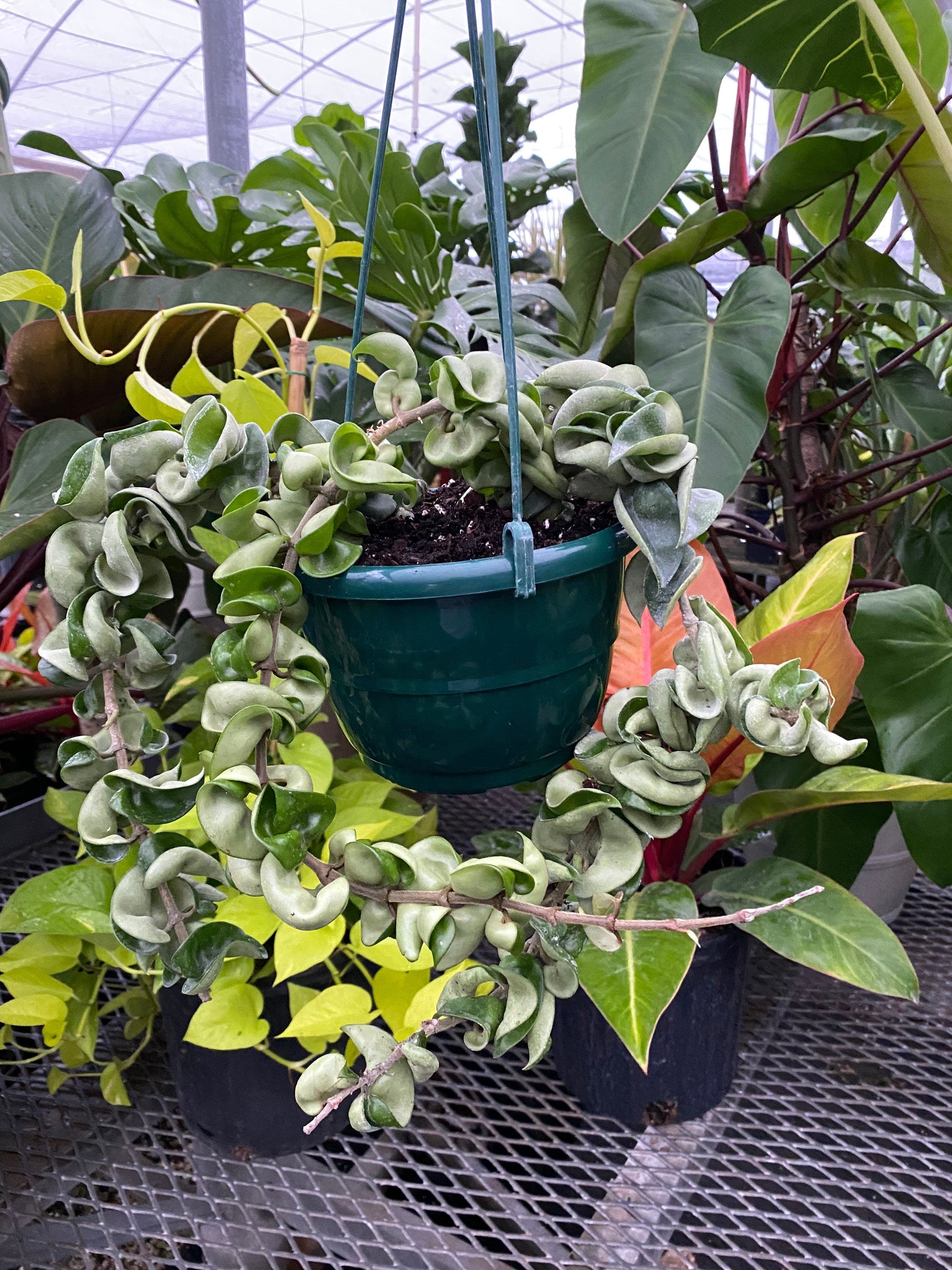 Hoya Carnosa Hindu Rope in Hanging Basket, Krinkle Kurl hanging in a pot