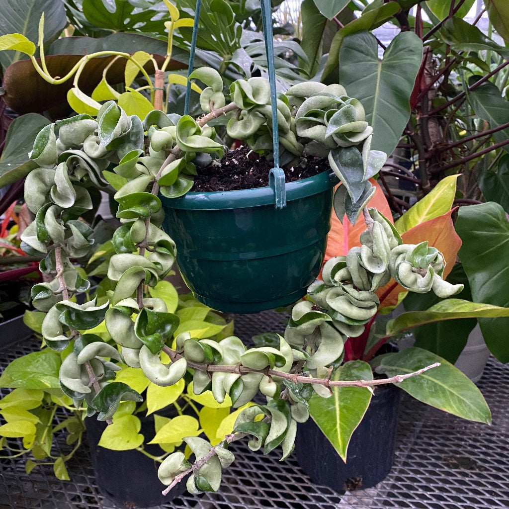 Hoya Carnosa Hindu Rope in Hanging Basket, Krinkle Kurl hanging in a pot