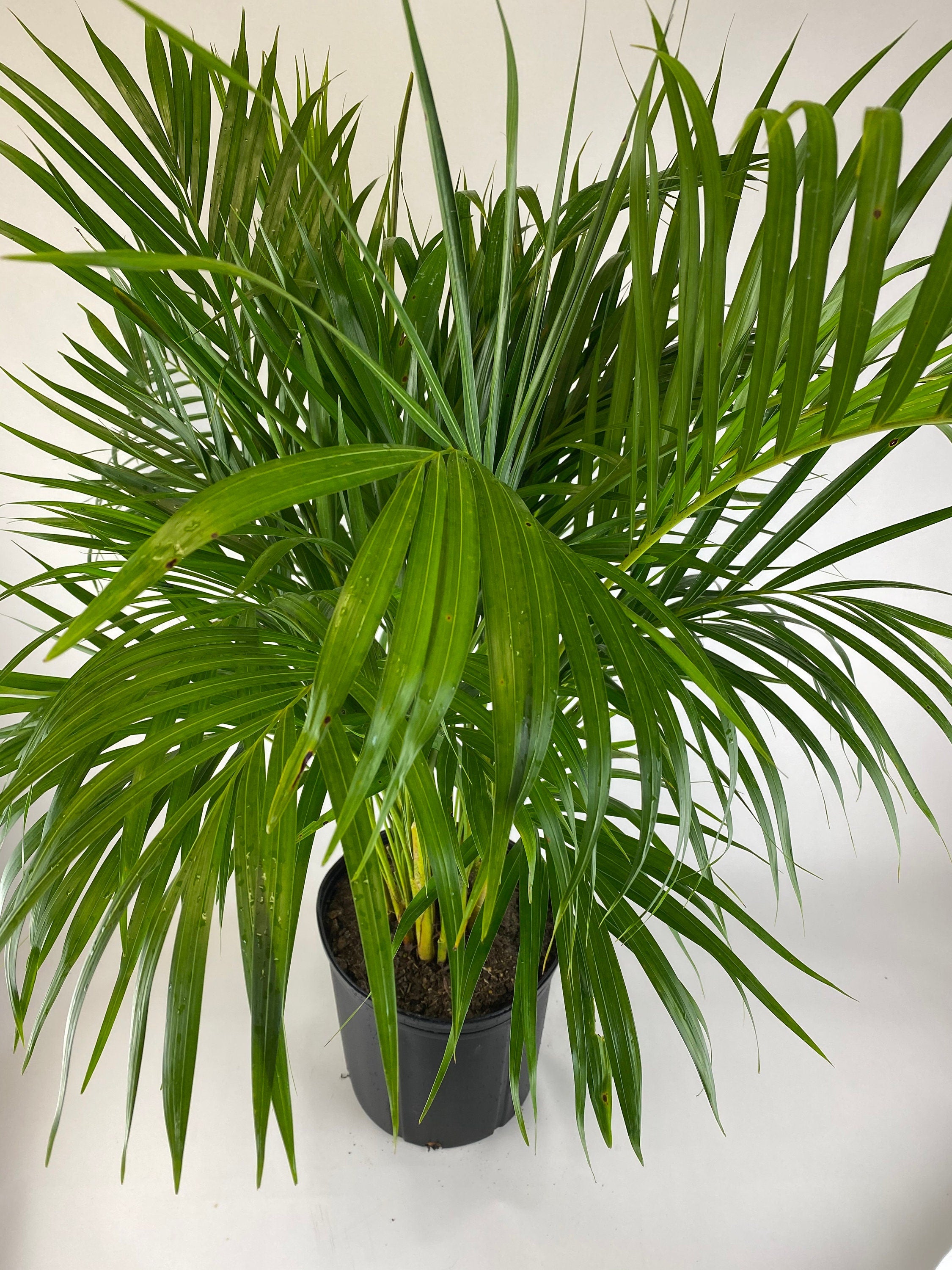 upper view of Areca Palm, Golden Cane, Dypsis Lutescens