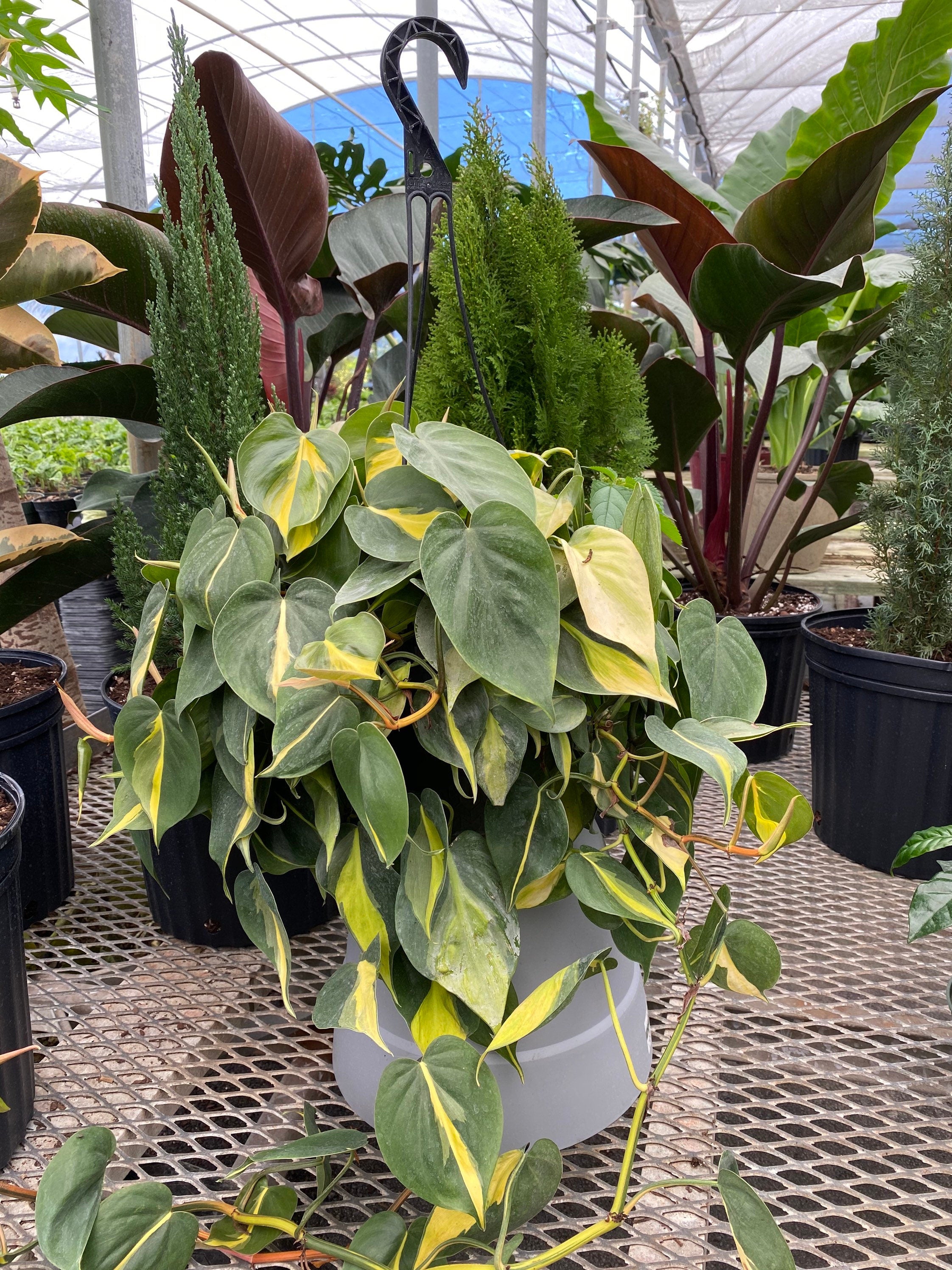 front view of Philodendron Brazil in Hanging Basket, Live Tropical Vining Plant in a white pot