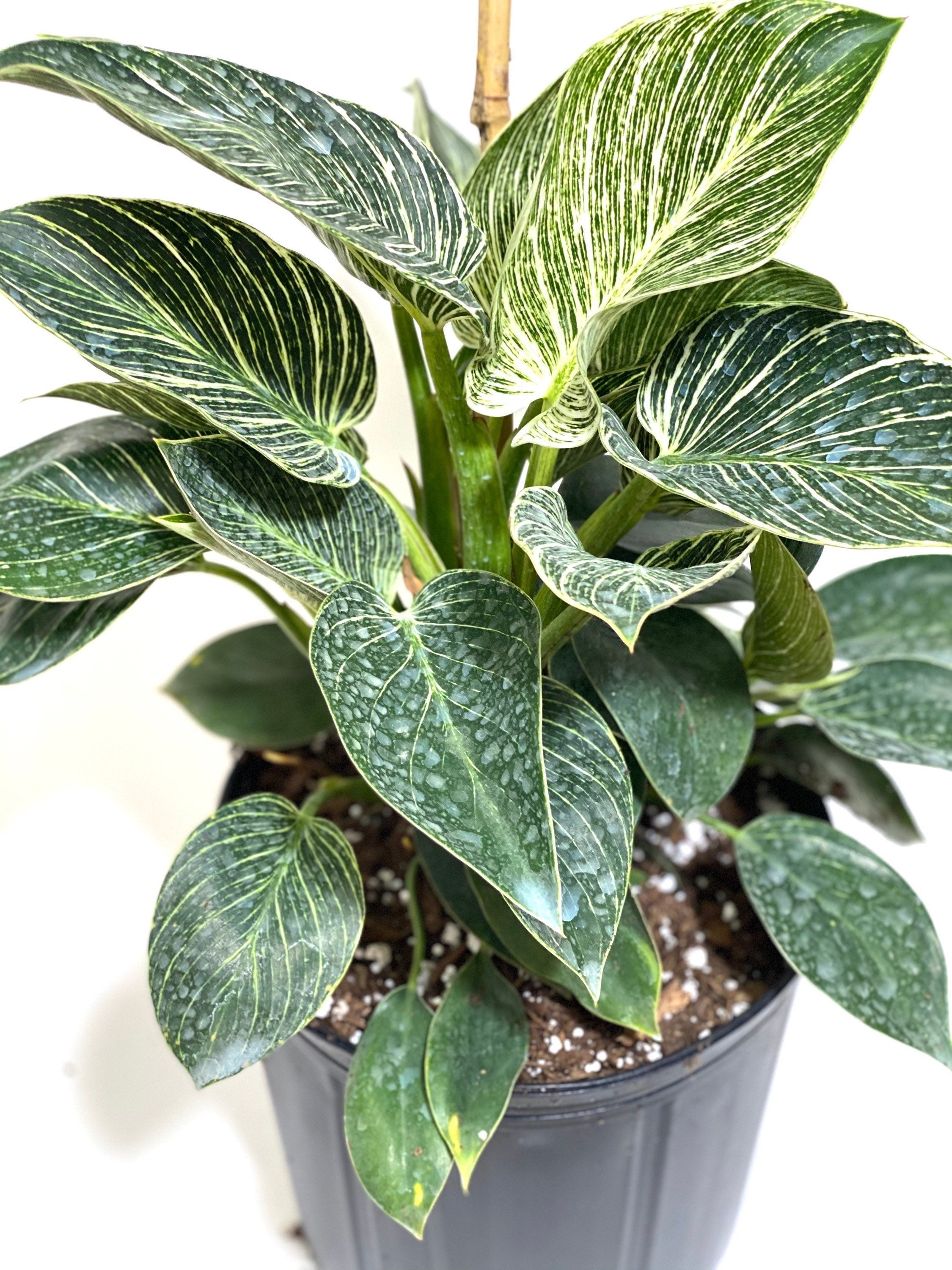 upper view of Philodendron Birkin, White Stripe Leaves