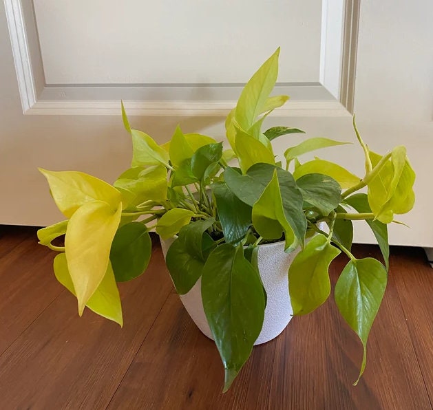 Pothos Neon in Hanging Basket, Stunning Vine Colors in a white pot