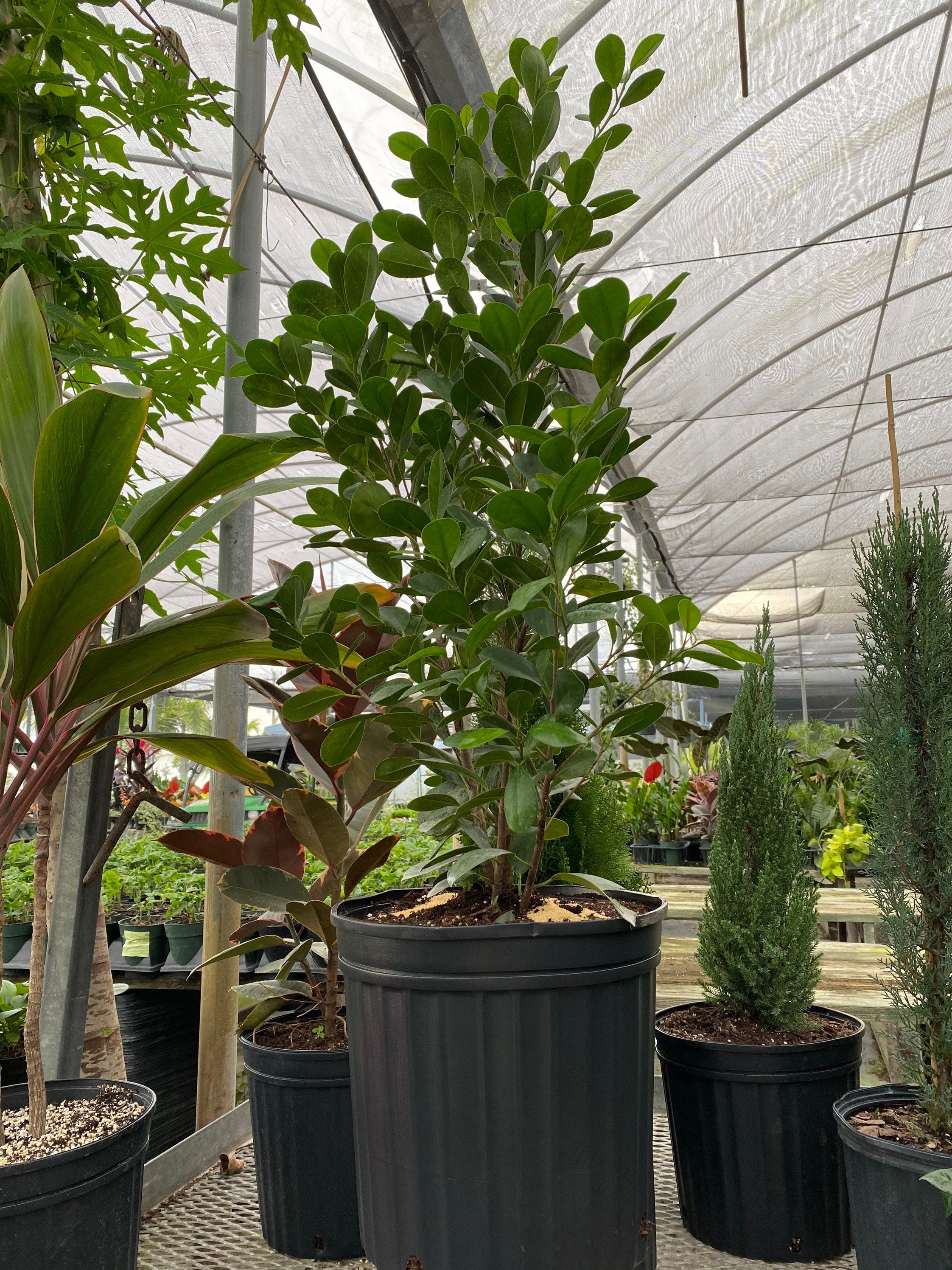 down view of Ficus Moclame Bush, Ficus Microcarpa Daniella