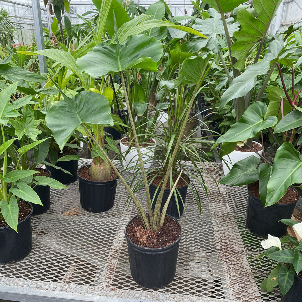 Alocasia Stingray, Elephant Ears Live Indoor Plant in a black plastic 5gal grower pot with distinctively mottled zebra-like stems and upward-reaching whiptail foliage, ideal for bright indoor spaces and tropical home decor.