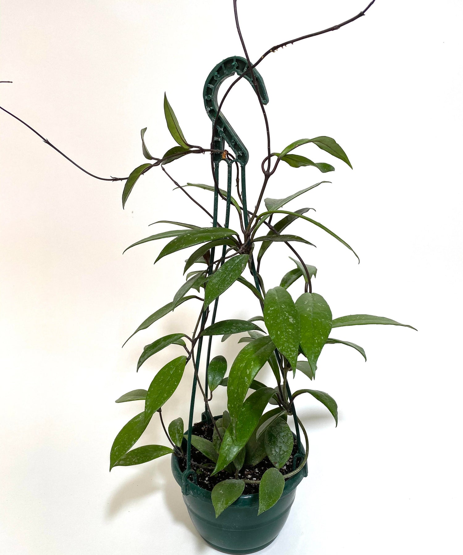 Hoya Publicalyx Splash in Hanging Basket, Live Plant Variegated in a green pot