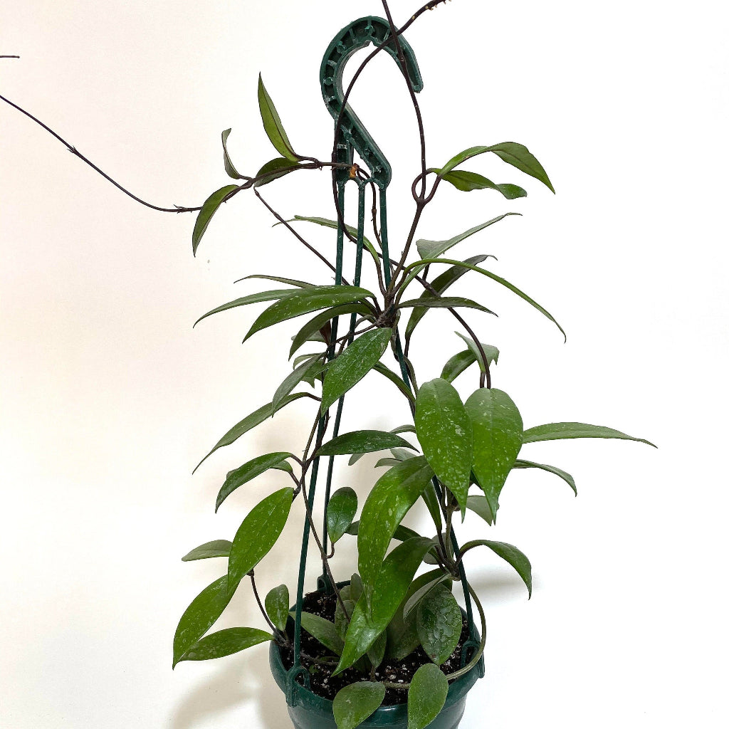 Hoya Publicalyx Splash in Hanging Basket, Live Plant Variegated in a green pot