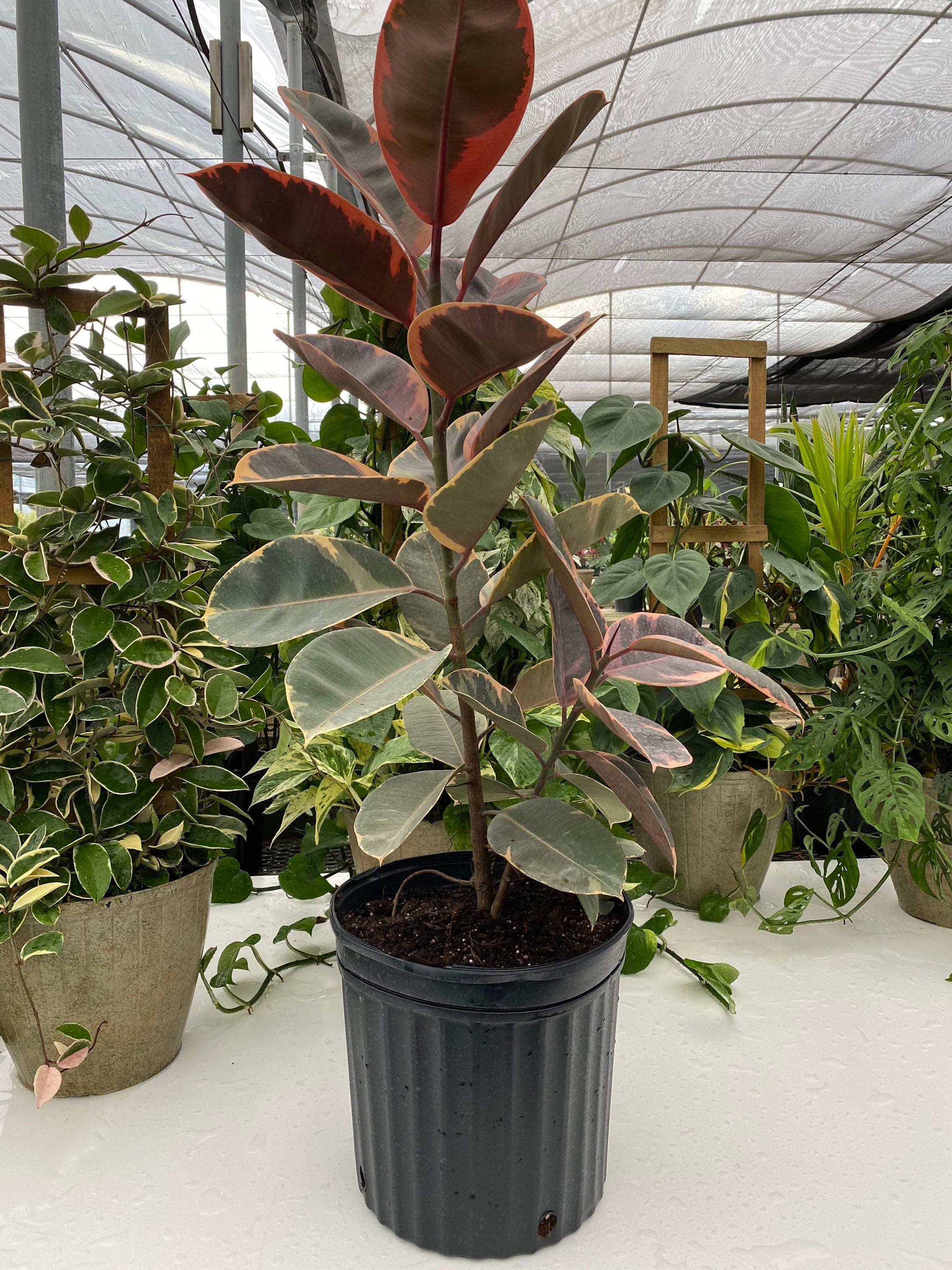 Ficus Ruby Tree Form 2-Stem, Rubber Tree Live Plant Indoor Air Purifier in a black