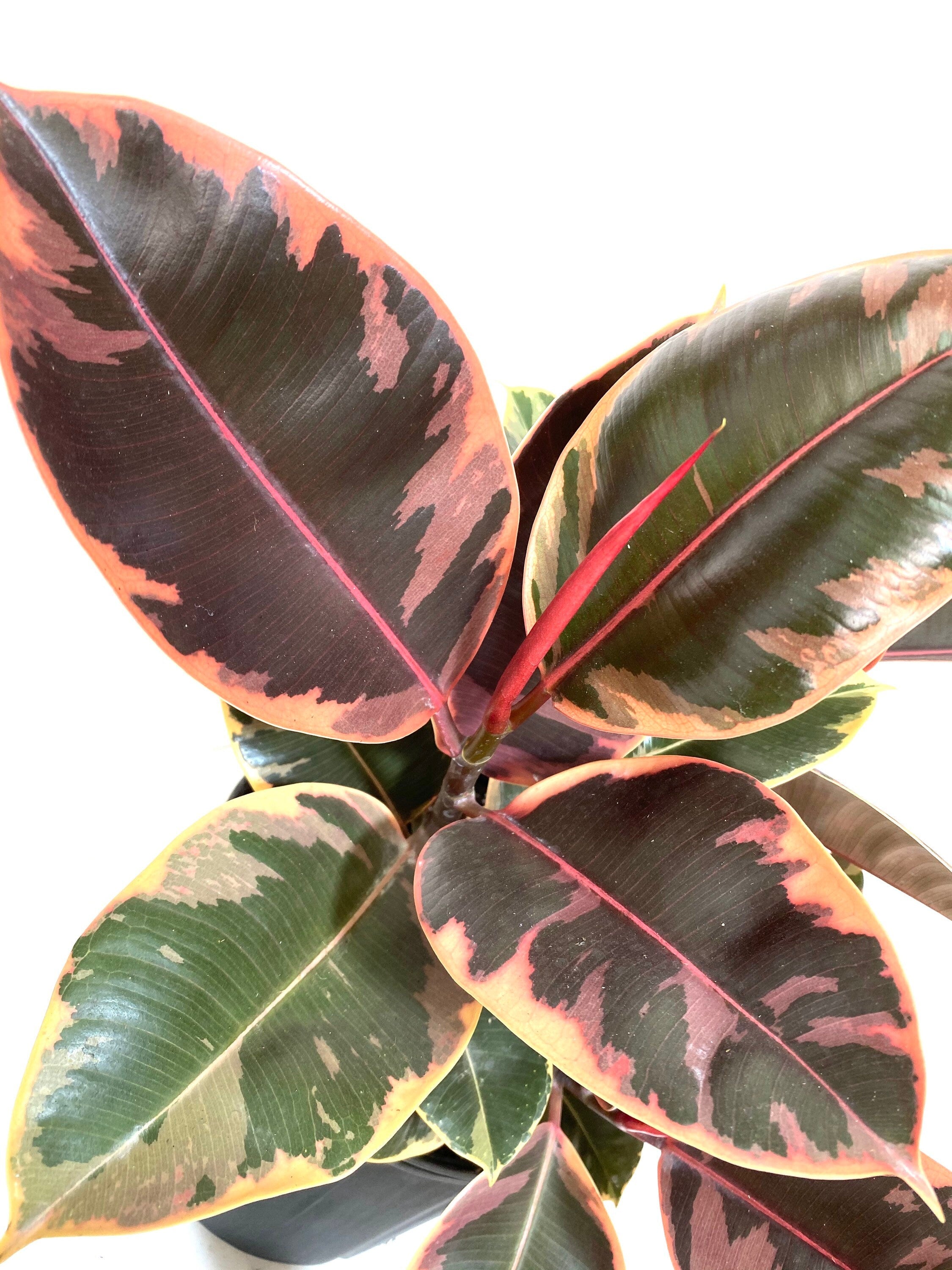 Ficus Ruby Tree Form 2-Stem, Rubber Tree Live Plant Indoor Air Purifier leaf upper view