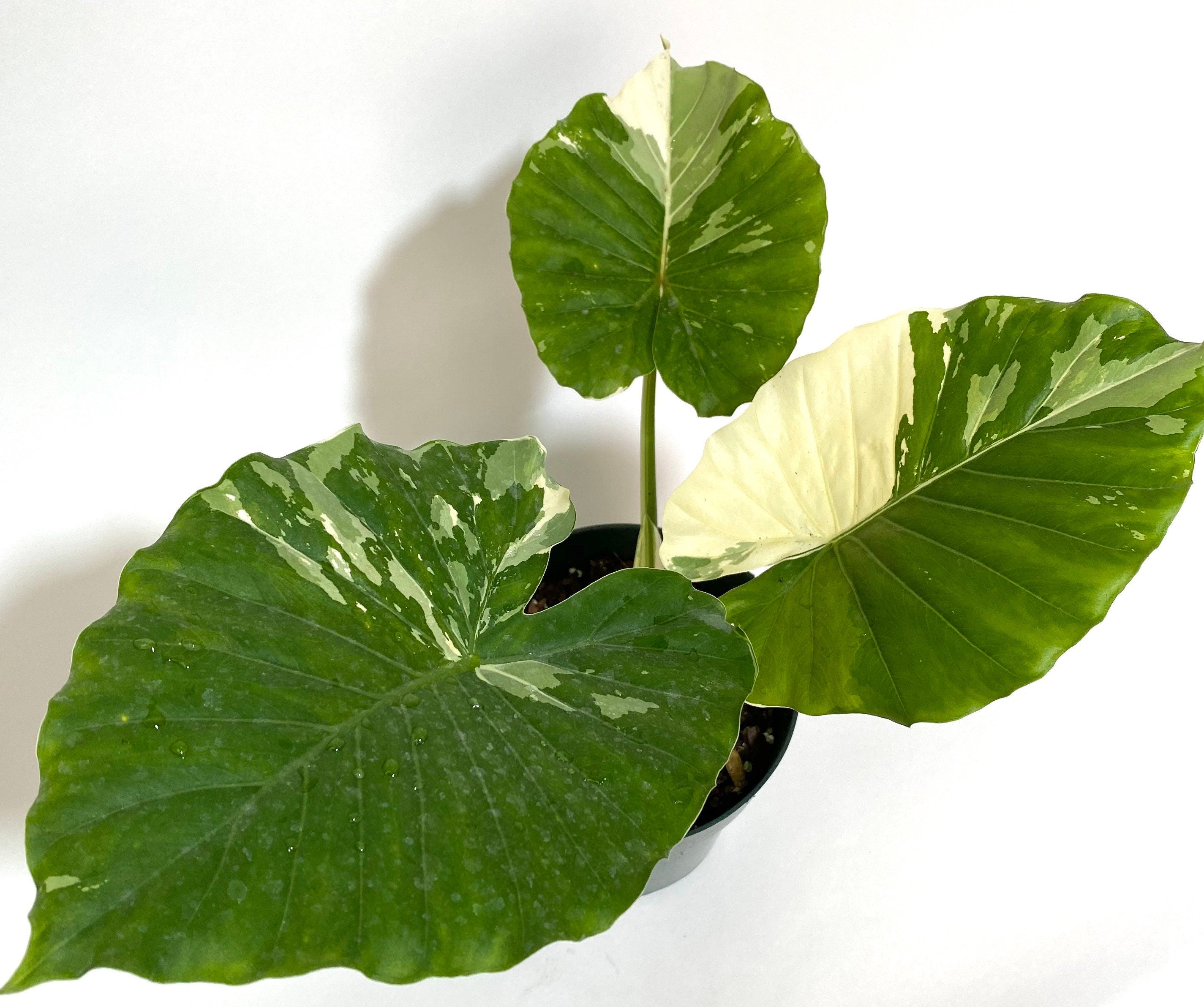 upper view of leaves of Alocasia Odora Variegata, Collectors Rare and Exotic