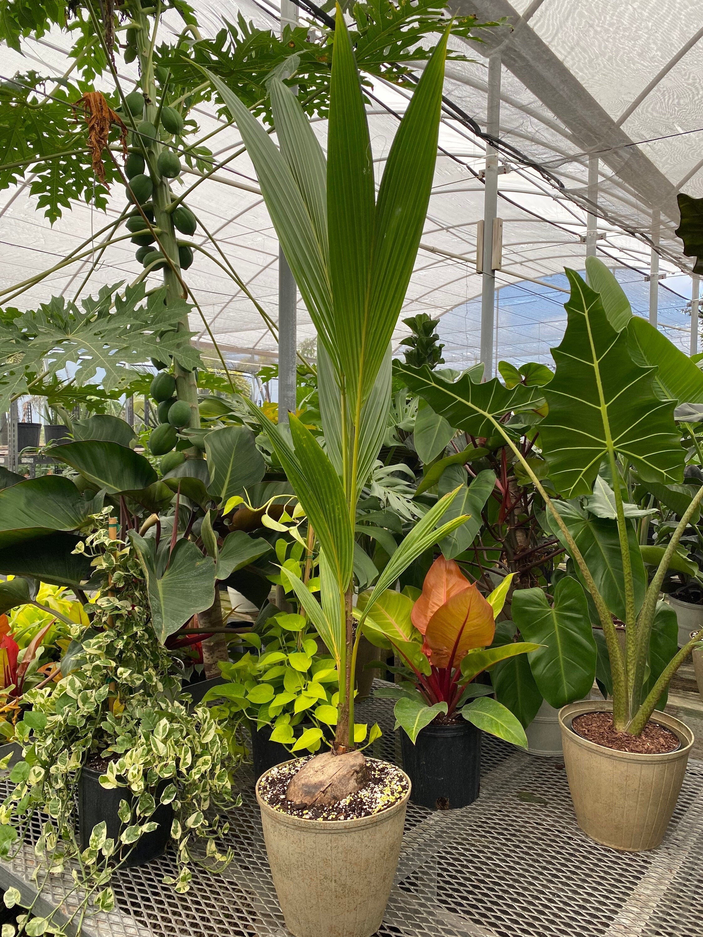 Coconut Palm Tree, Green Malayan Cocos nucifera