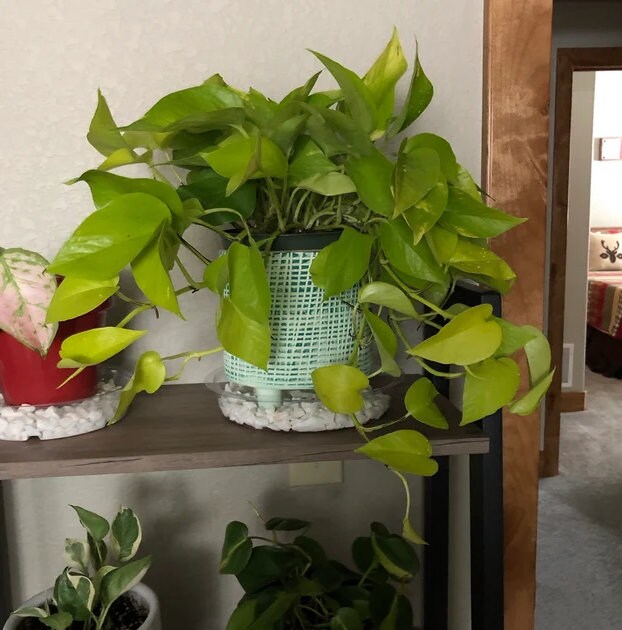 Pothos Neon in Hanging Basket, Stunning Vine Colors inside house