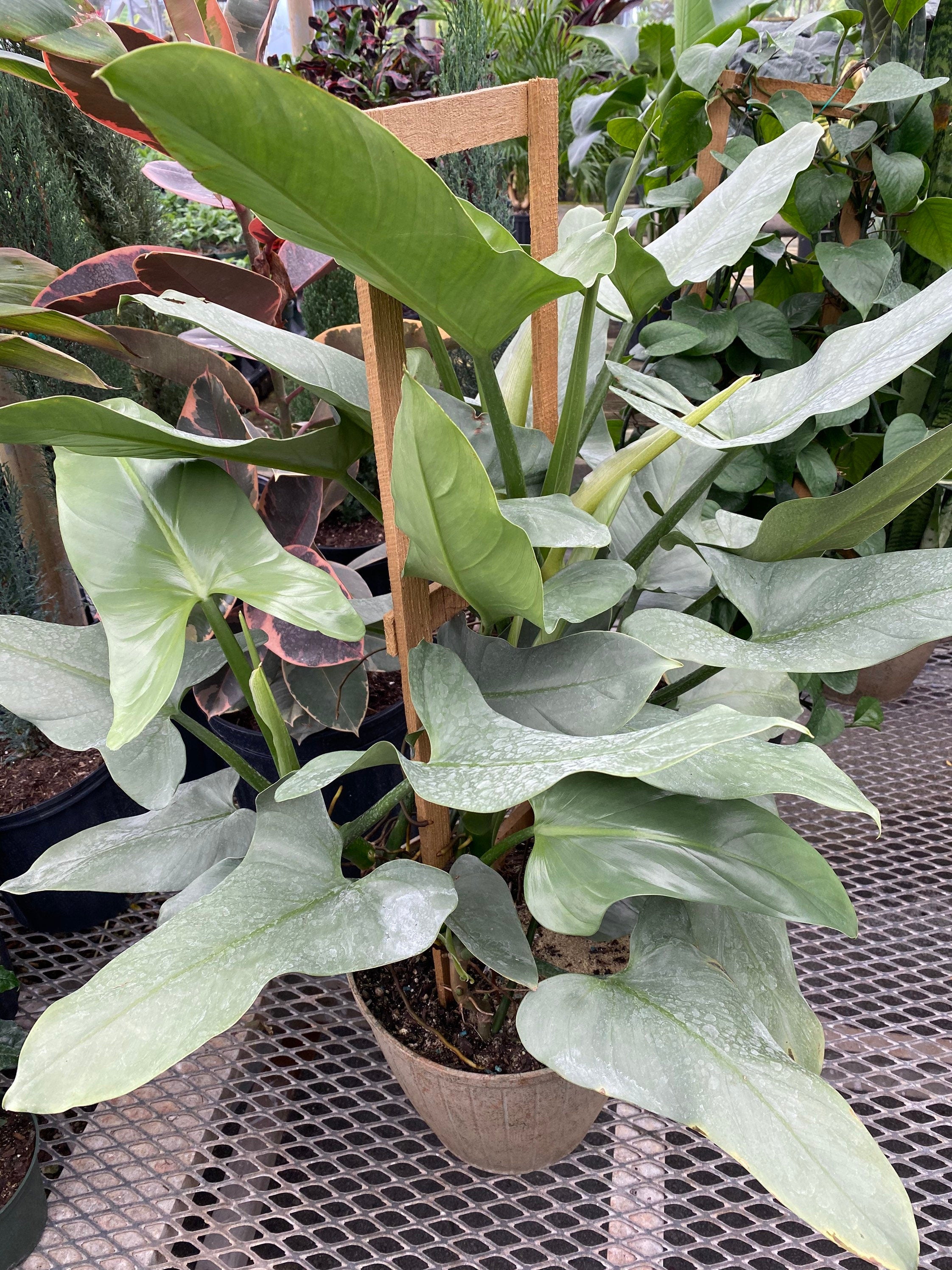 Philodendron Silver Sword Trellis, Live Plant Indoor Air Purifier in a pot